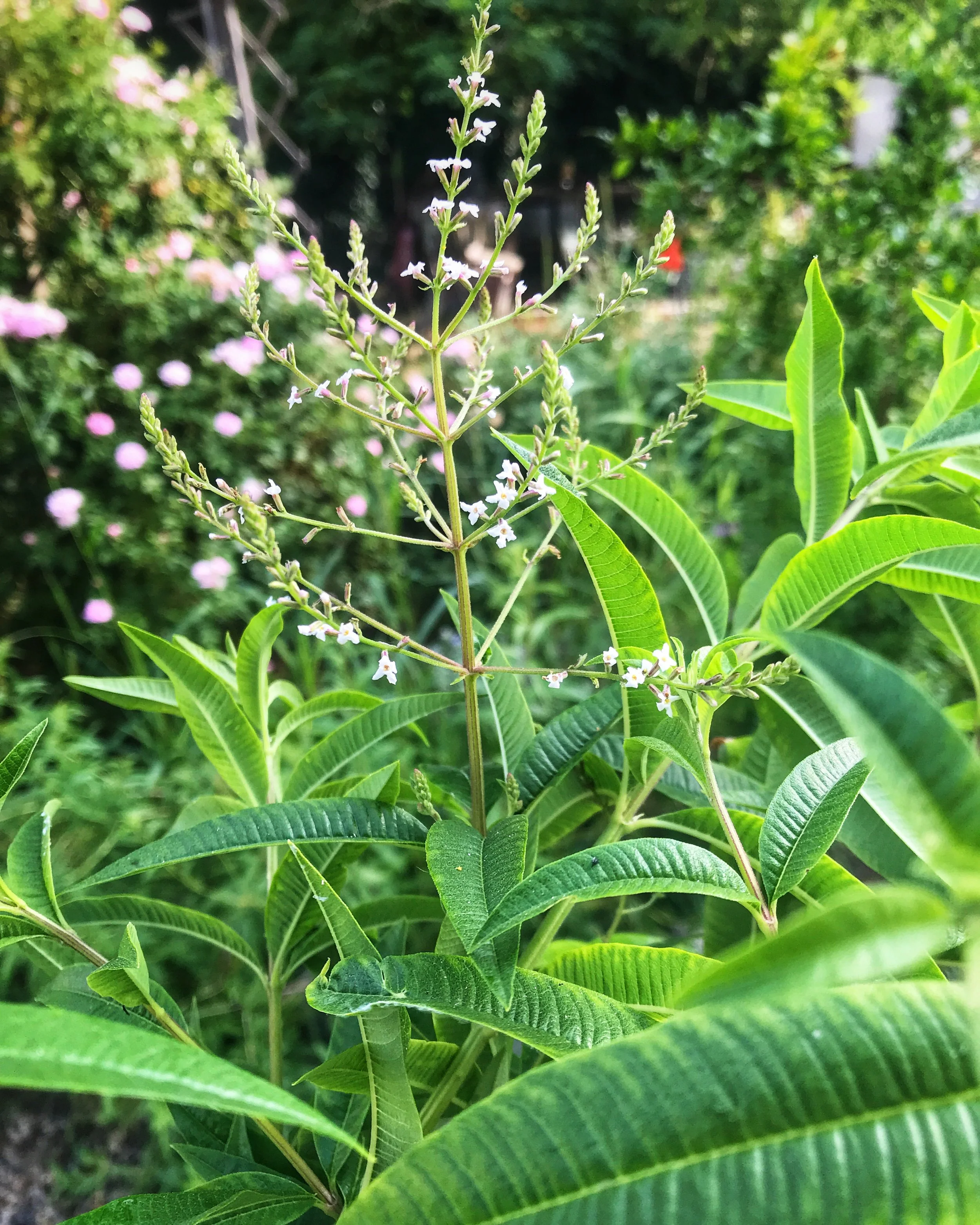 lemon Verbena stars in the Summer Potager