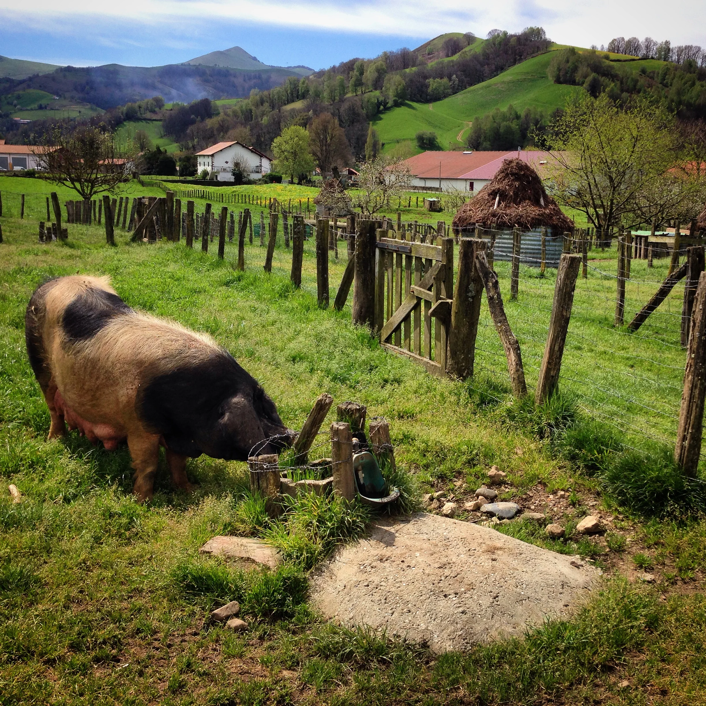 The famous Basque Pig in its native setting