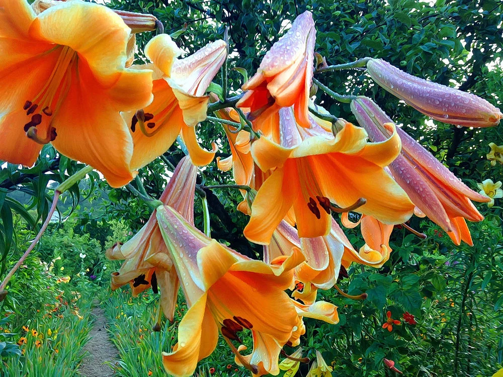 Photography by Elizabeth Murray
