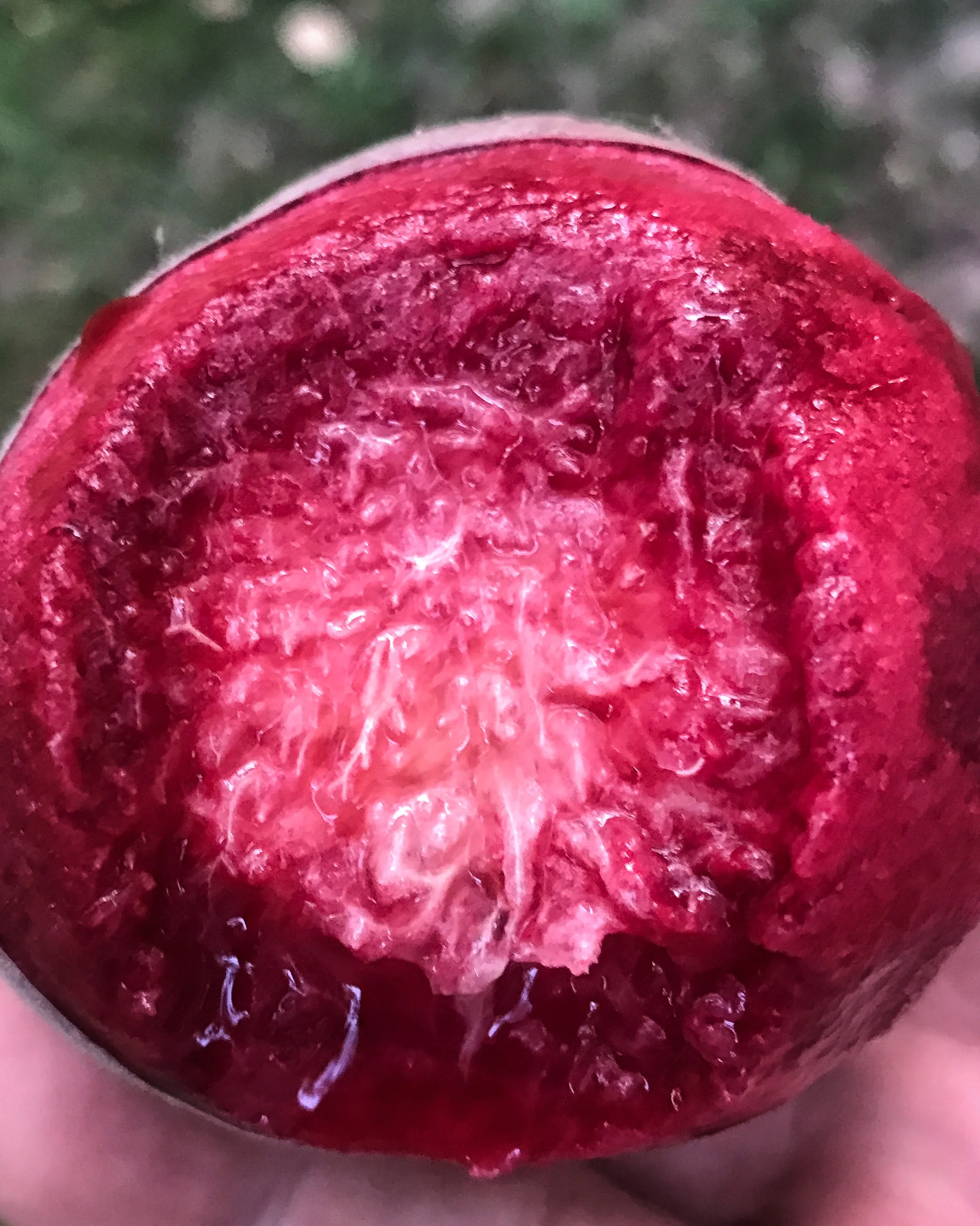 Pêche de Vigne