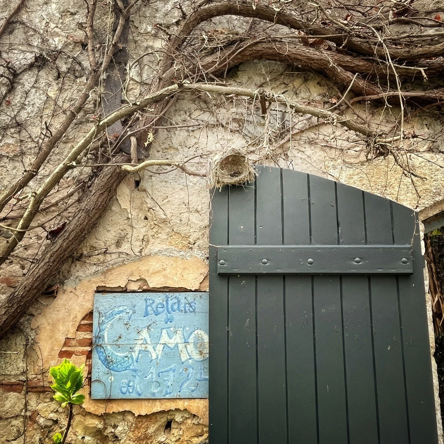 Inspiration comes at every corner at the Relais. 
1. Earlier this spring, I cleared away a spent nest that had fallen out of the Boston Ivy over the front door. 
2. I placed its well made, mud-lined twig and moss basket in an old carriage lamp.
3. Ju