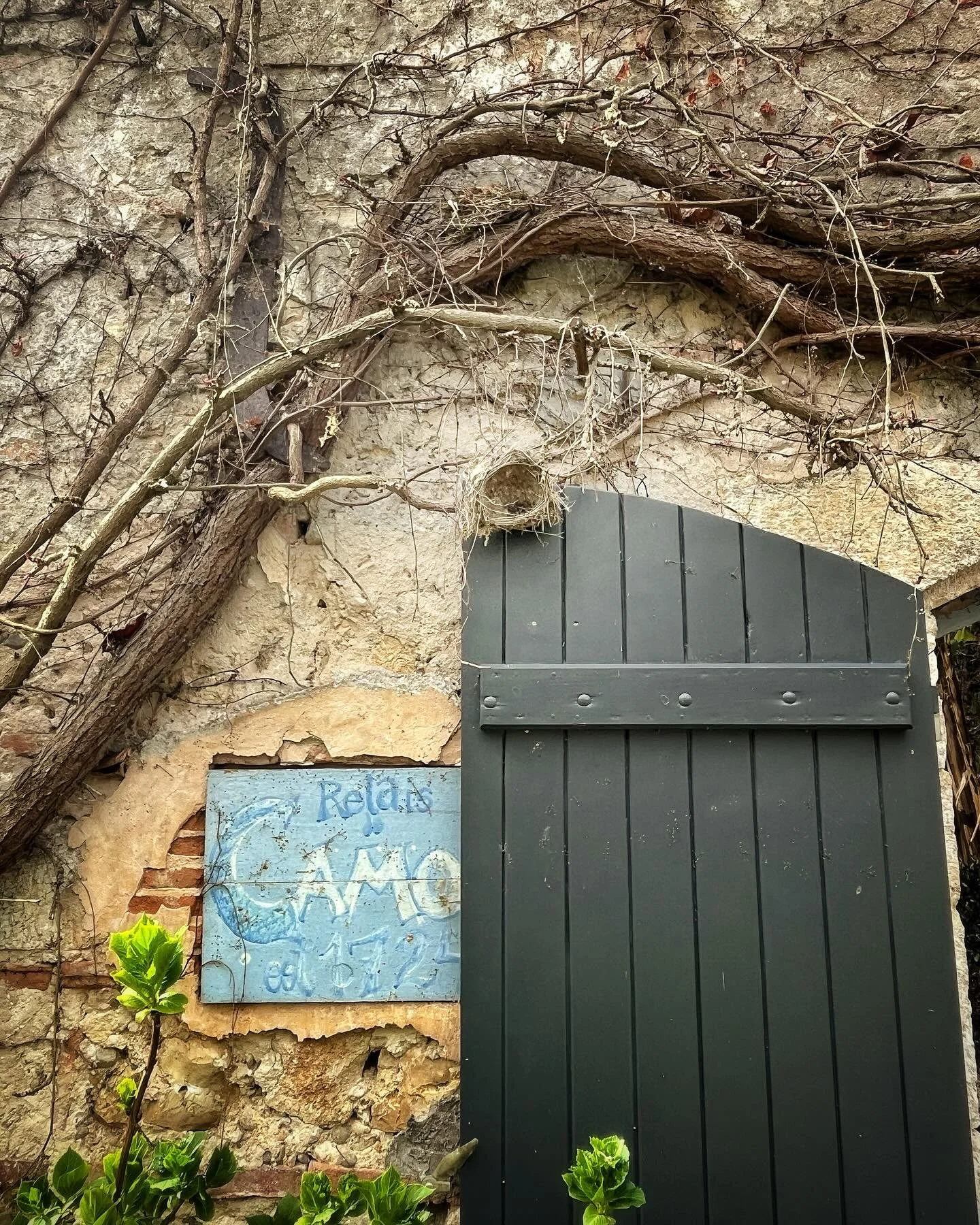 While trimming the recently pruned hydrangeas, I noticed this bird&rsquo;s nest dropping from the bare Vierge Vignes. Then I opened my eyes.  Six more nests were tucked into the looping branches stuck to the stone walls with small suckers and good wi