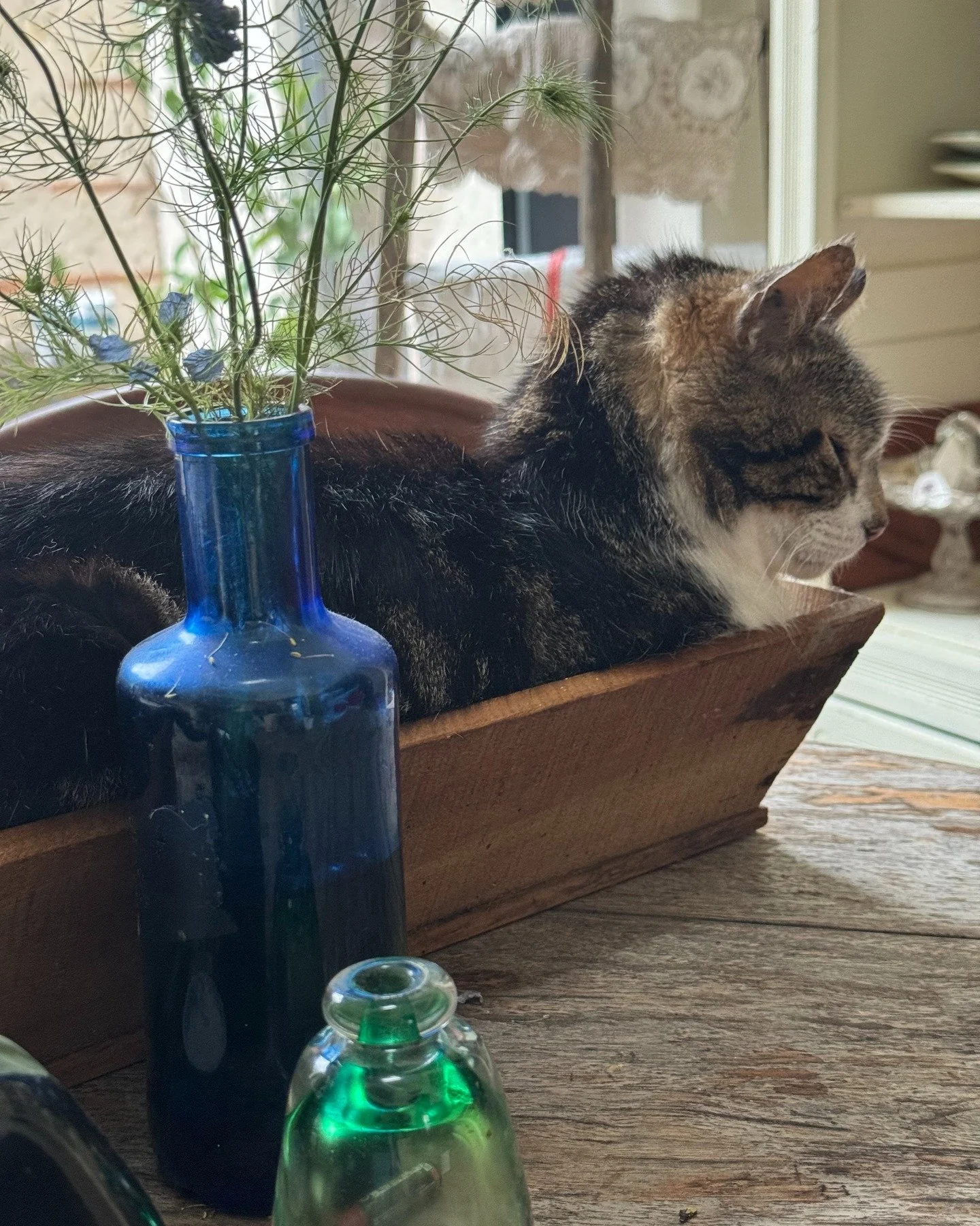 Terre, the house cat, picks his napping baskets and boxes, very carefully. Here, trying out a vintage baguette proofing box for size. His other duties included keeping the mice and voles out of the garden as well as producing the purring soundtrack f