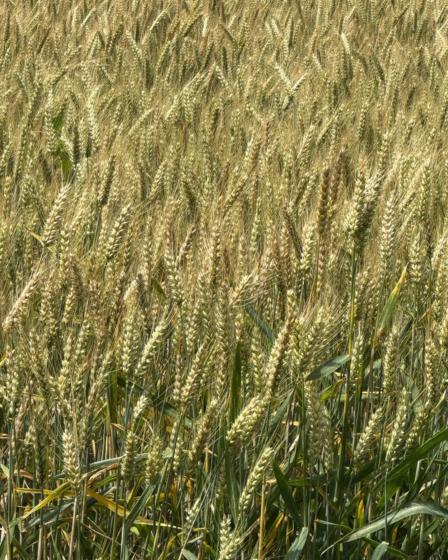 Summer Skies and Fields in Gascony. July 2025. 

By the time this field is harvested, the next Artists in Residence will be arriving- Join us September and October for the final two-week residences of 2025. 

DM for details; website in profile.

#wri