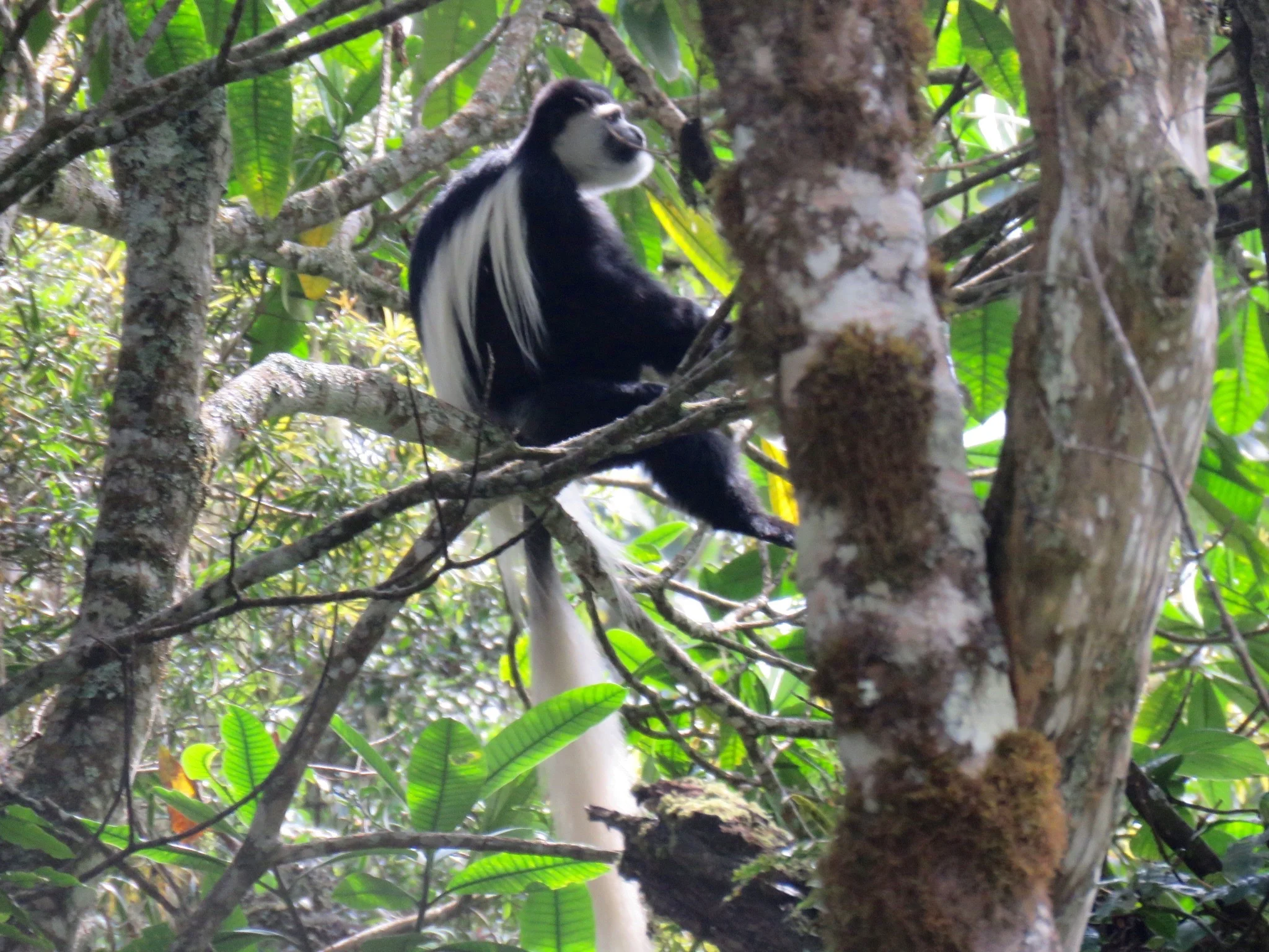 Colobus monkey in the rainforest of the Mount Kenya National Park