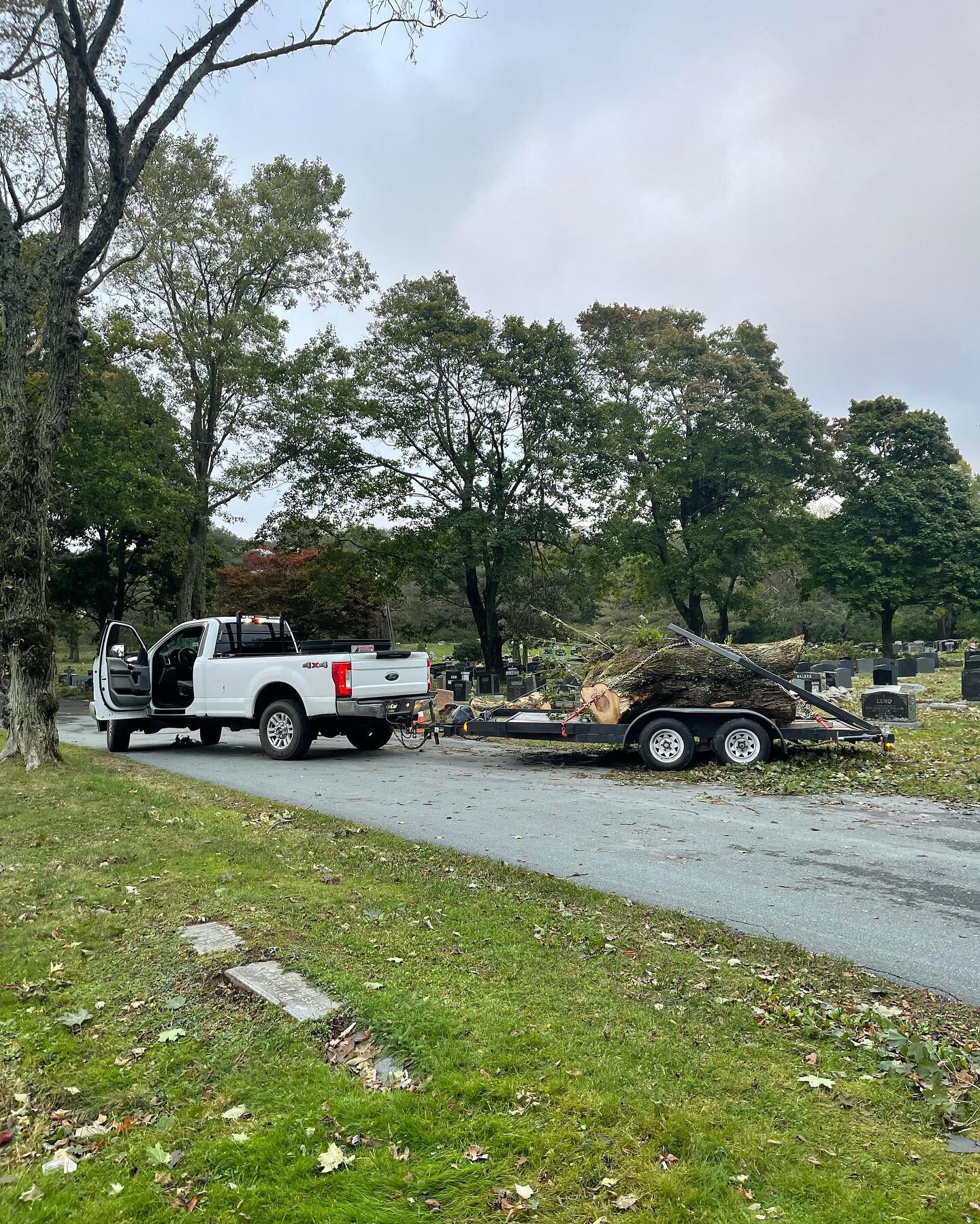 Big maple blown over during #hurricanefiona heading to the mill 

#sawmill #sawmillbusiness #woodpreneur #woodmizer #woodmizersawmills #nomiddleman #forestry #forestryequipment #wood #woodworking #roughcut #sustainability #sustainableliving #buylocal