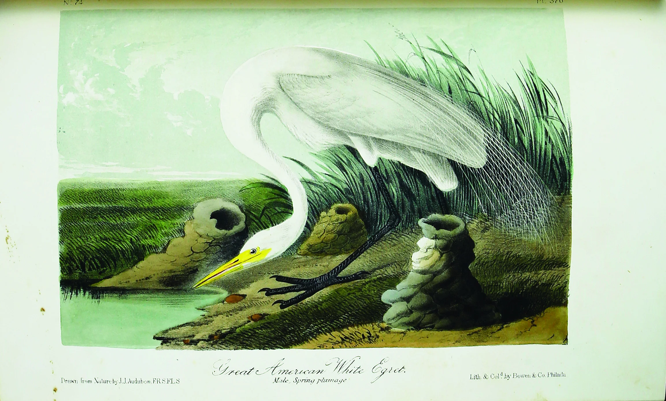 White_Egret.jpg