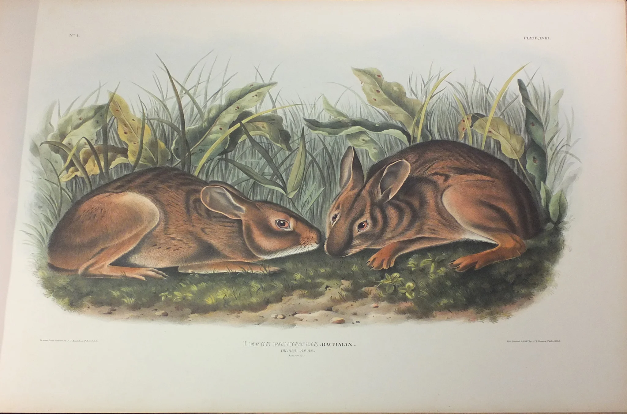 quad_marsh_hare.jpg