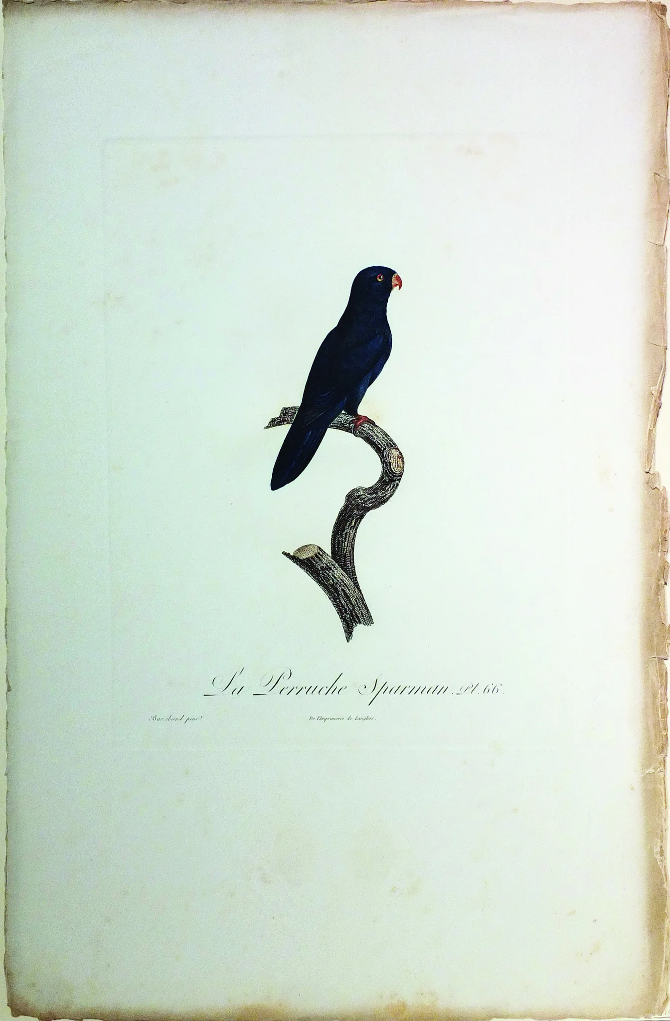 Barraband_No66.jpg