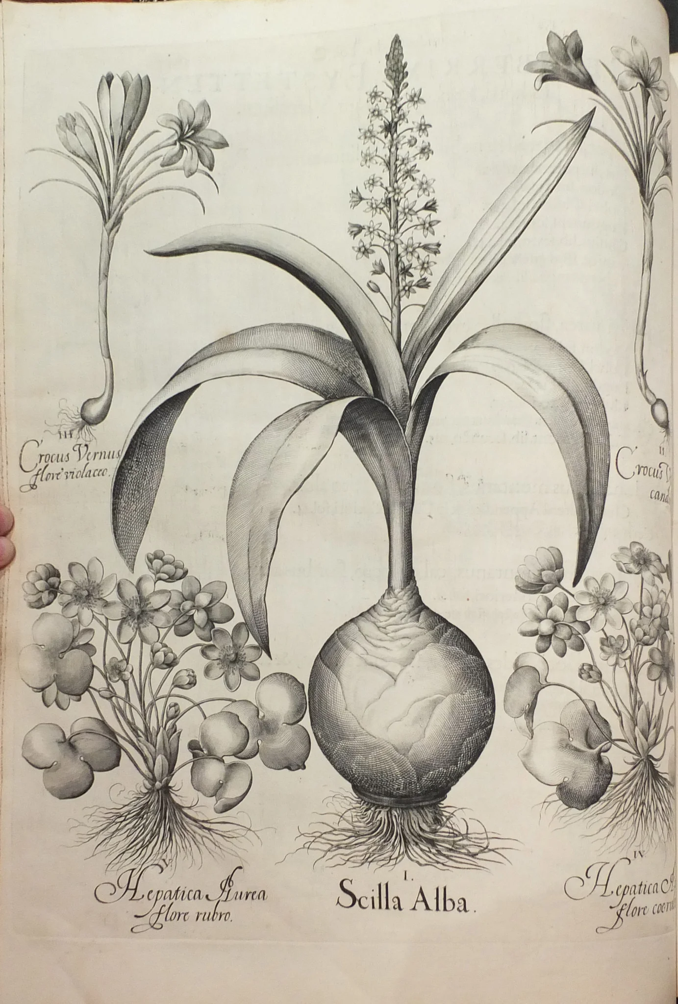 Besler_scilla.jpg