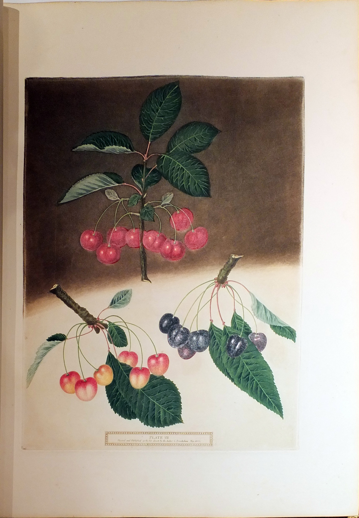 Brookshaw_Cherries.jpg