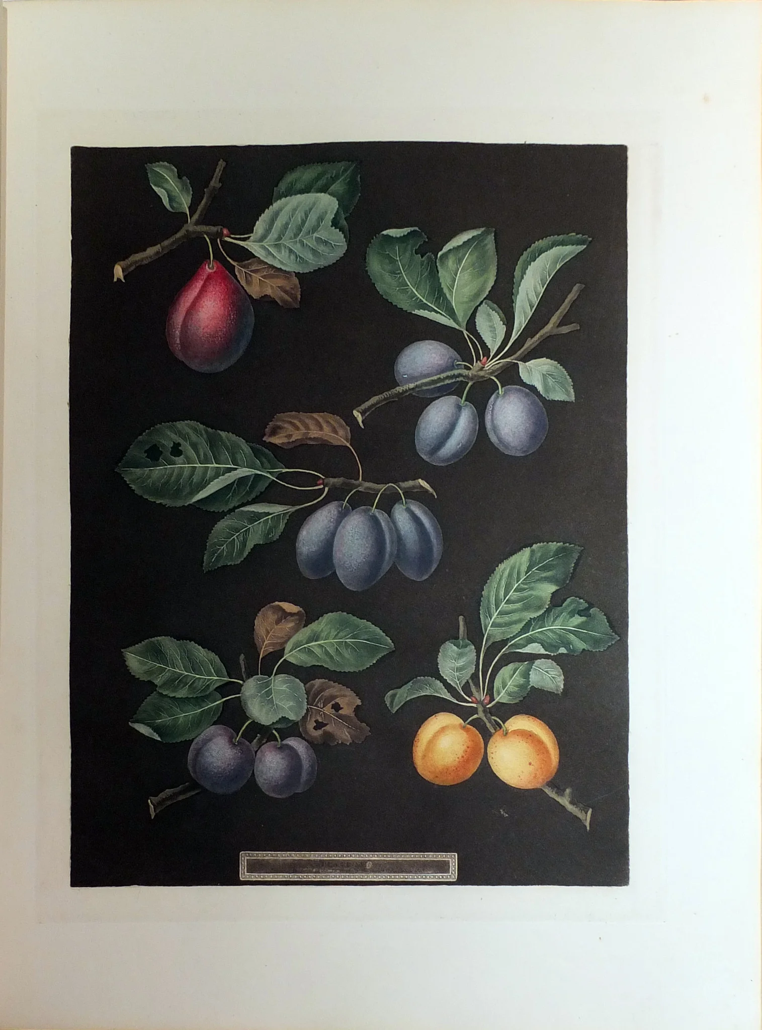 Brookshaw_Plums.jpg