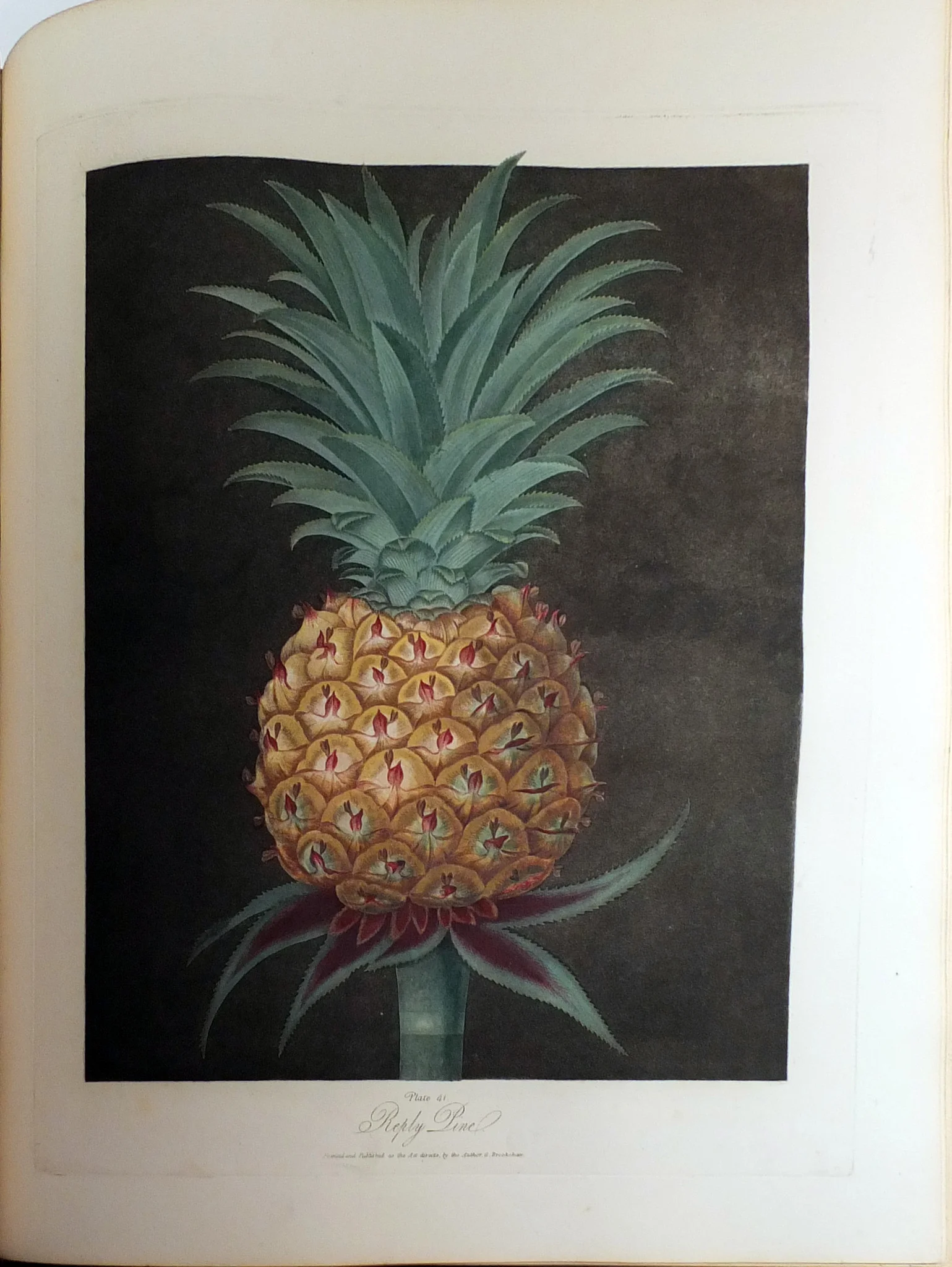 Brookshaw_Pineapple.jpg