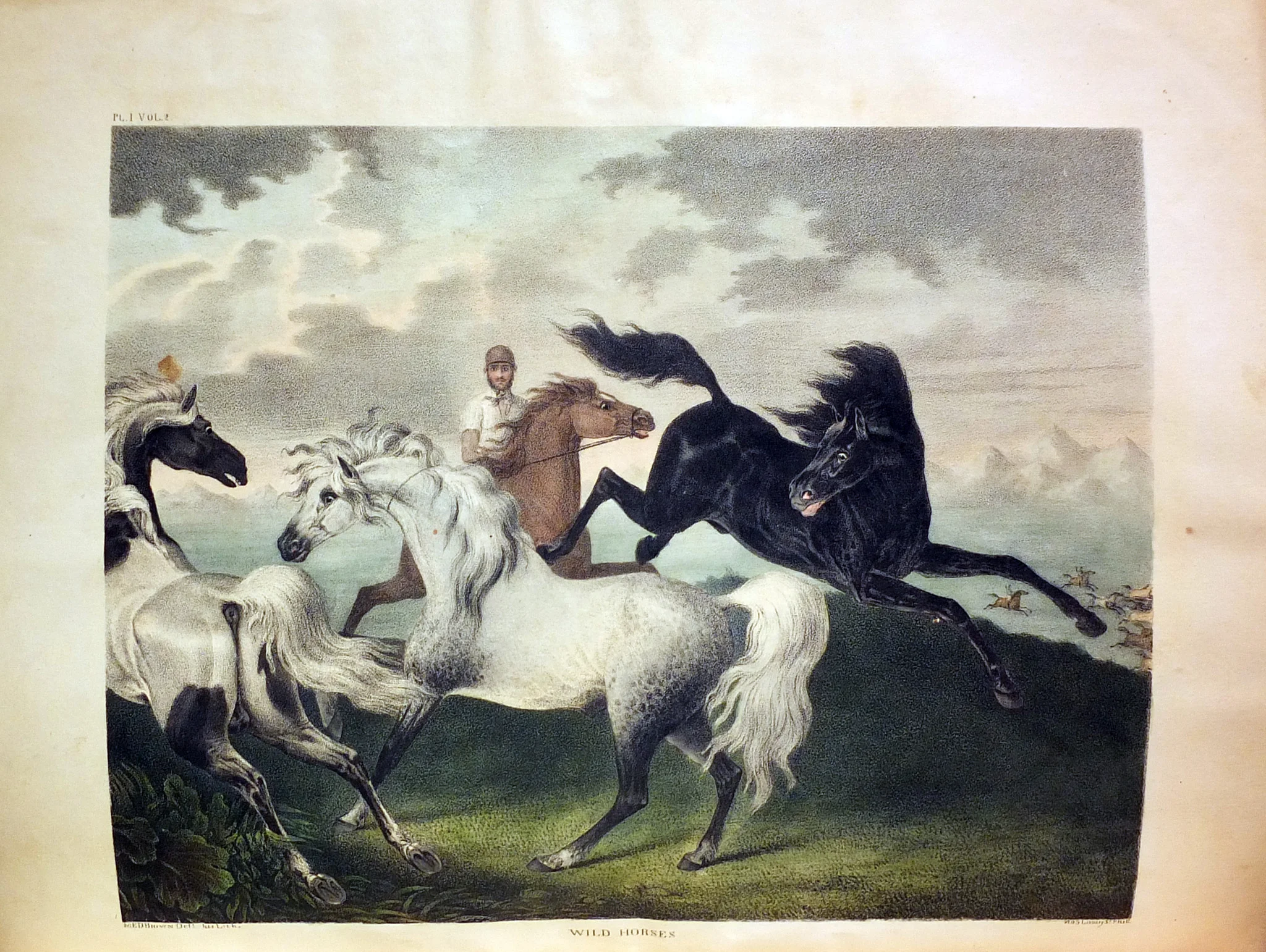 Doughty_WildHorses.jpg