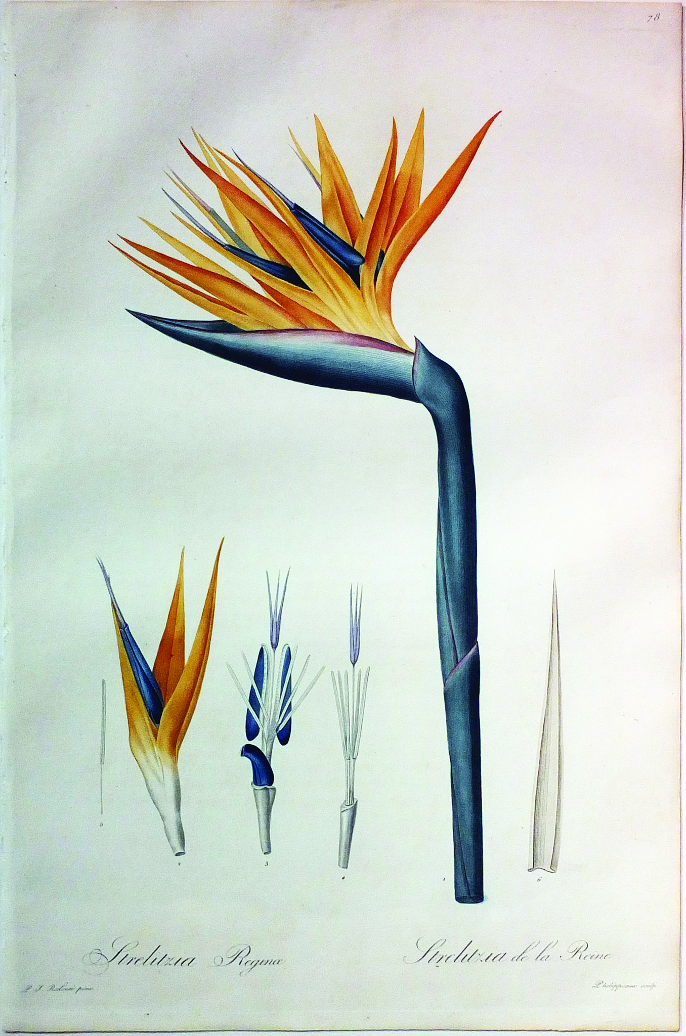 Redoute_BirdofParadise.jpg