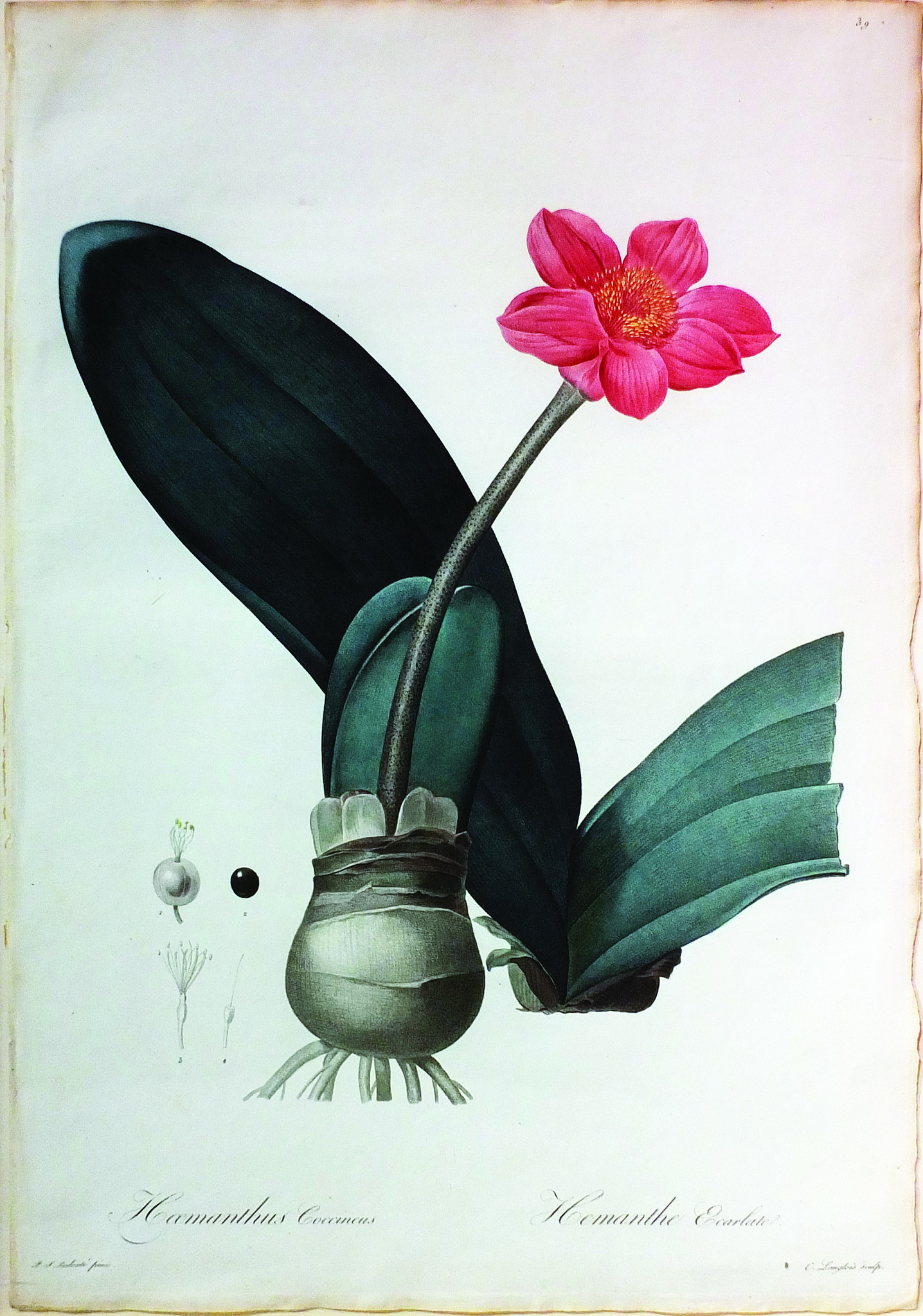 Redoute_Haemanthus.jpg