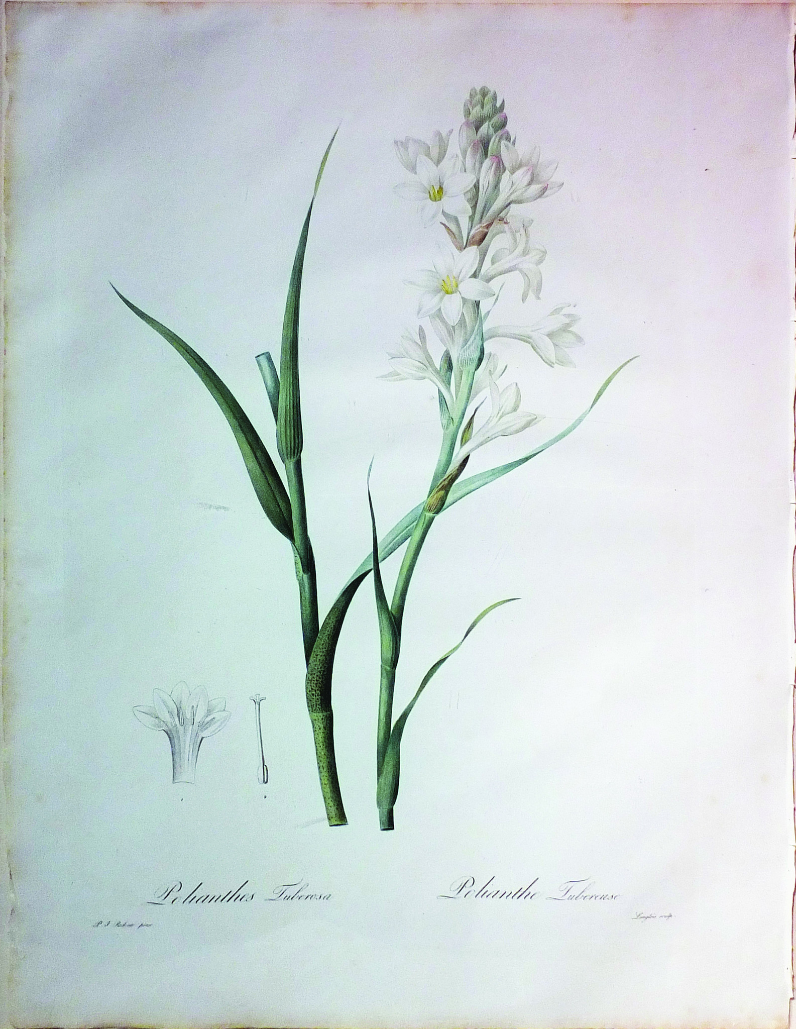 Redoute_Polianthus.jpg