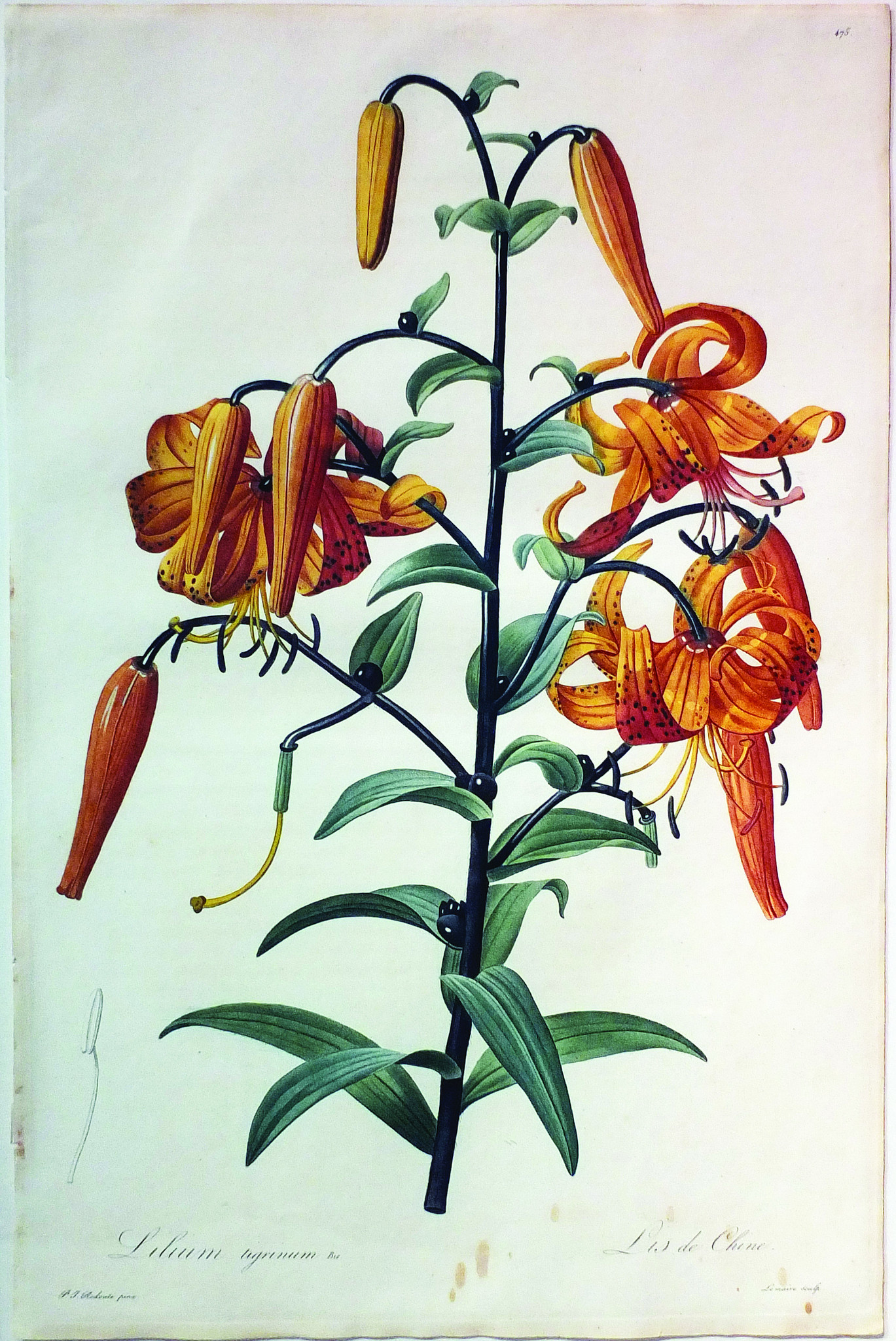 Redoute_Lily.jpg