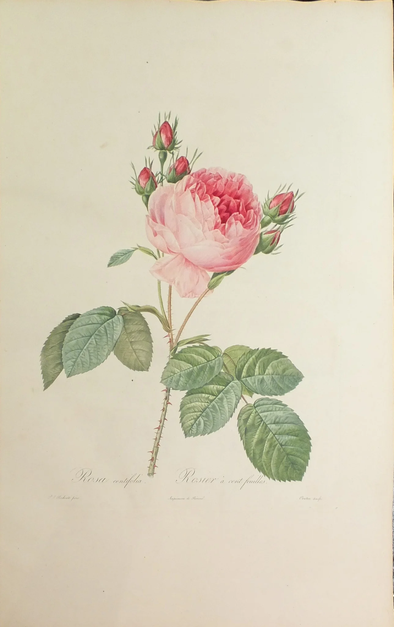 redoute_roses_pink_rose.jpg