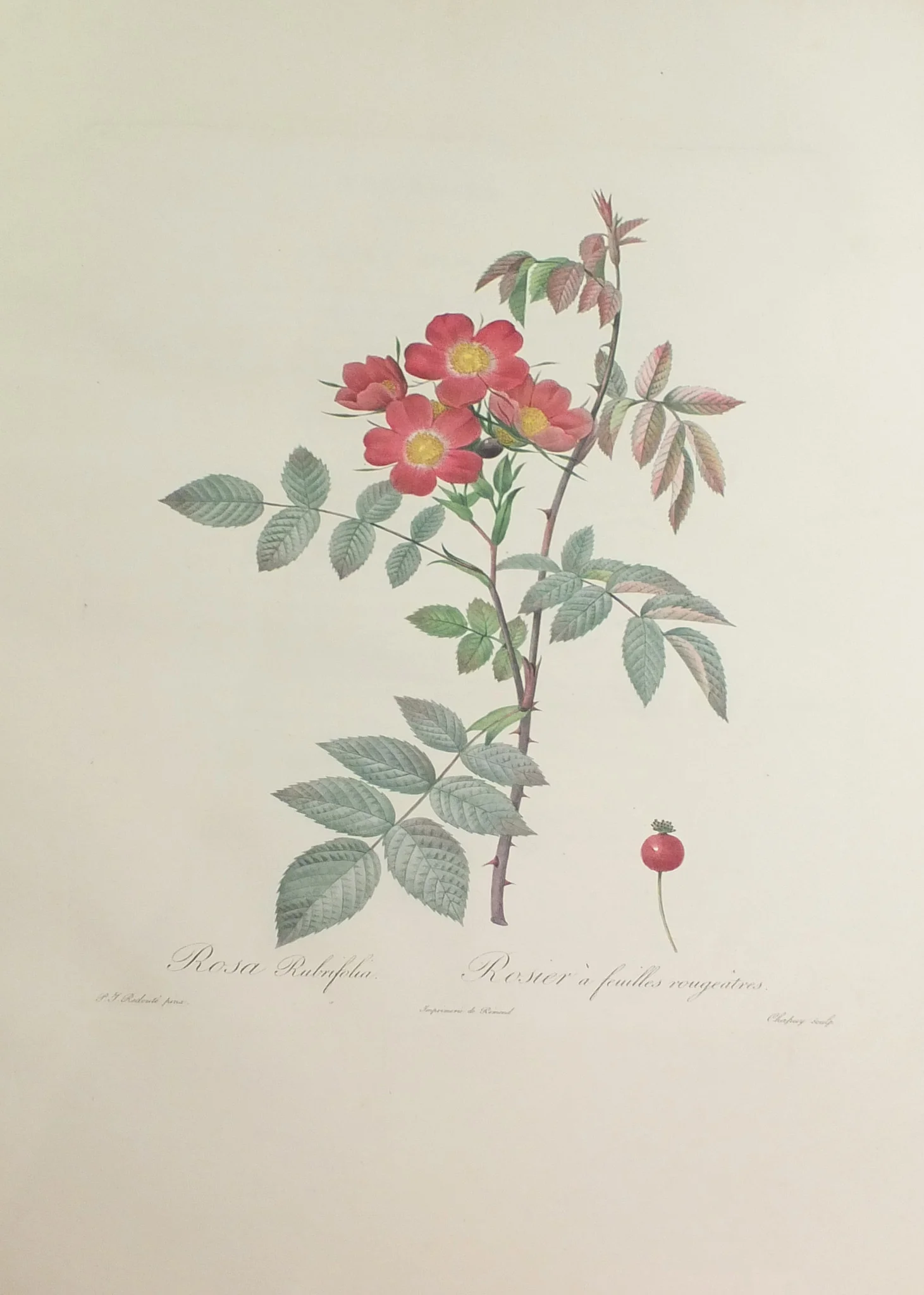 redoute_roses_rubrifolia.jpg