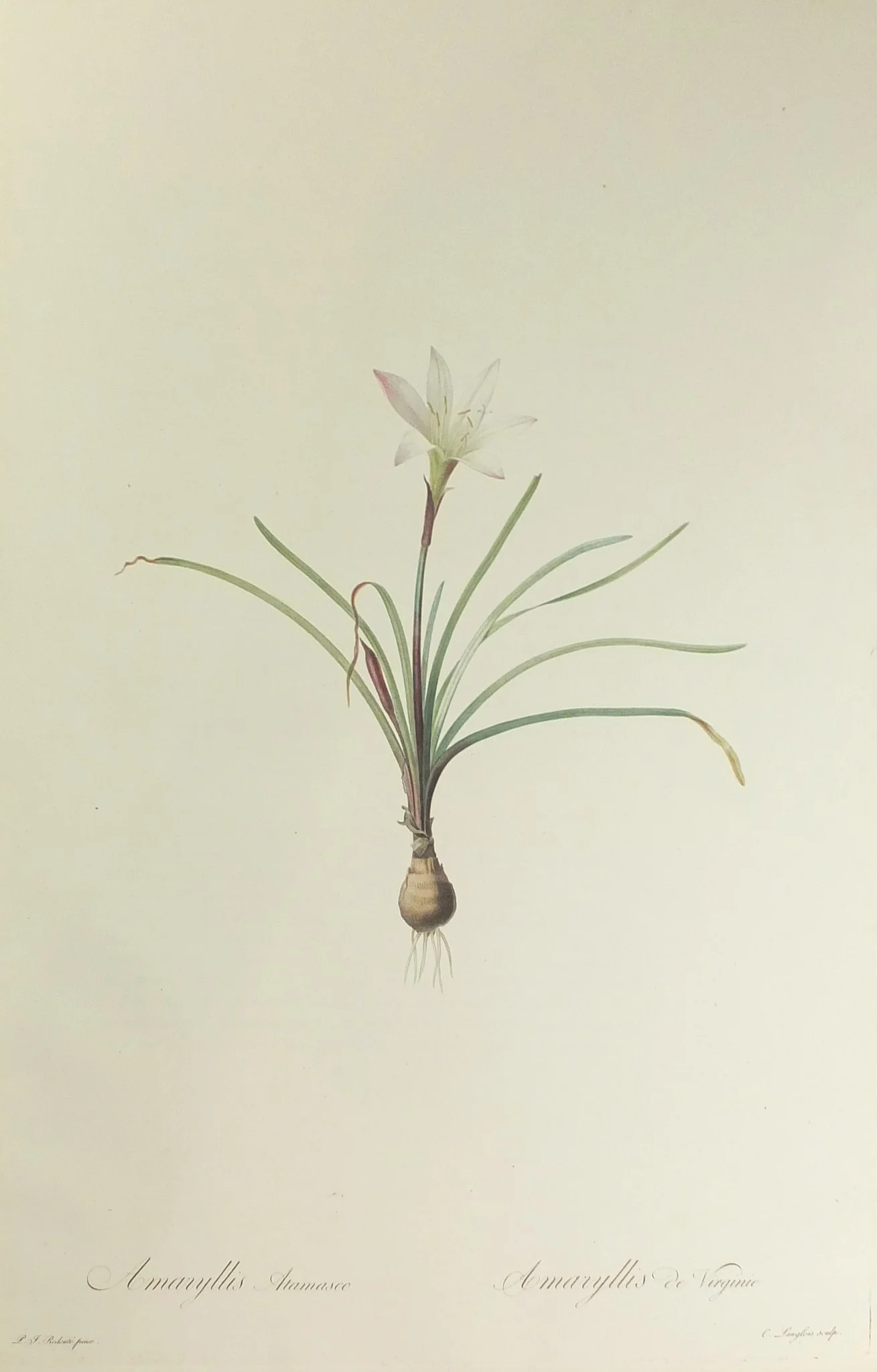 redoute_liliacees_amaryllis.jpg
