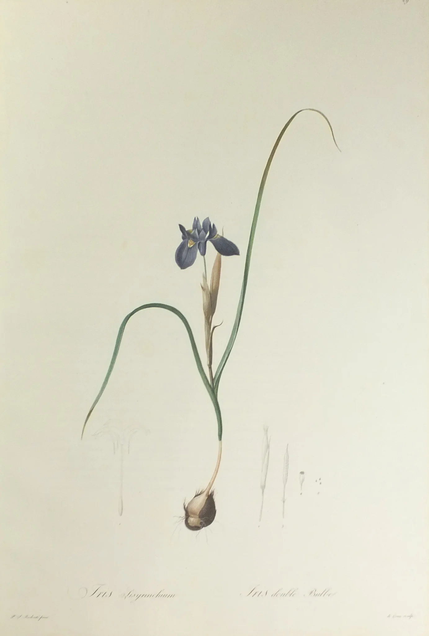 redoute_liliacees_iris.jpg