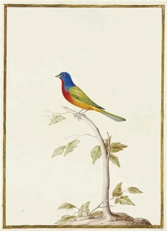 nicolas-robert-passerin-nonpareil-sur-une-branche-_passerina-ciris.jpg