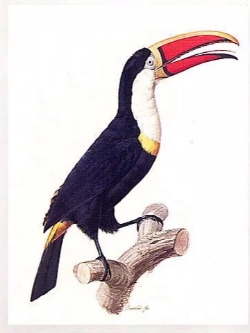 barraband_red-billed_toucan.jpg
