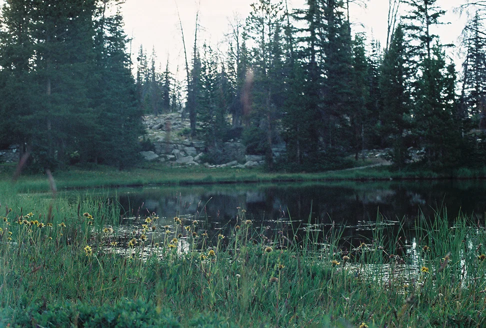 kelli-highunitaslakewildflowers.jpg