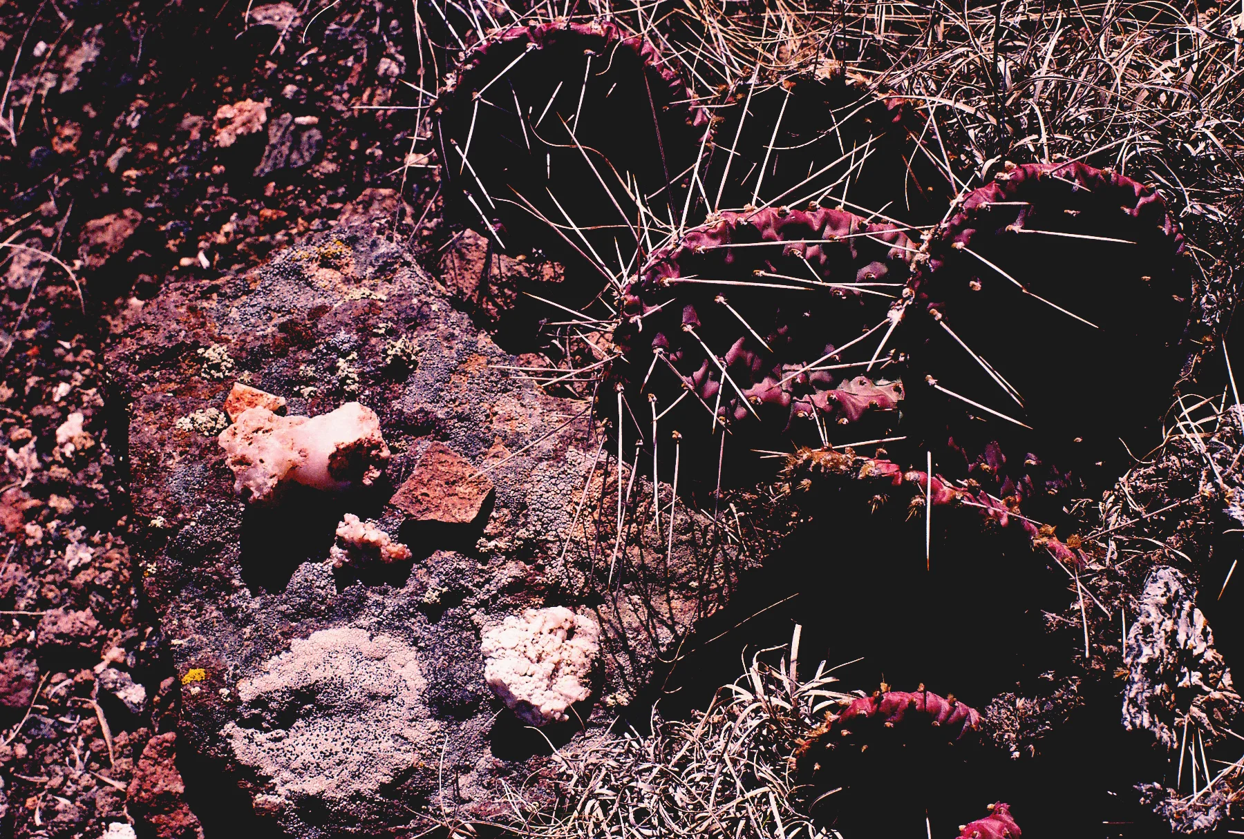 MintFresca-LunarNodes_Cacti.jpg