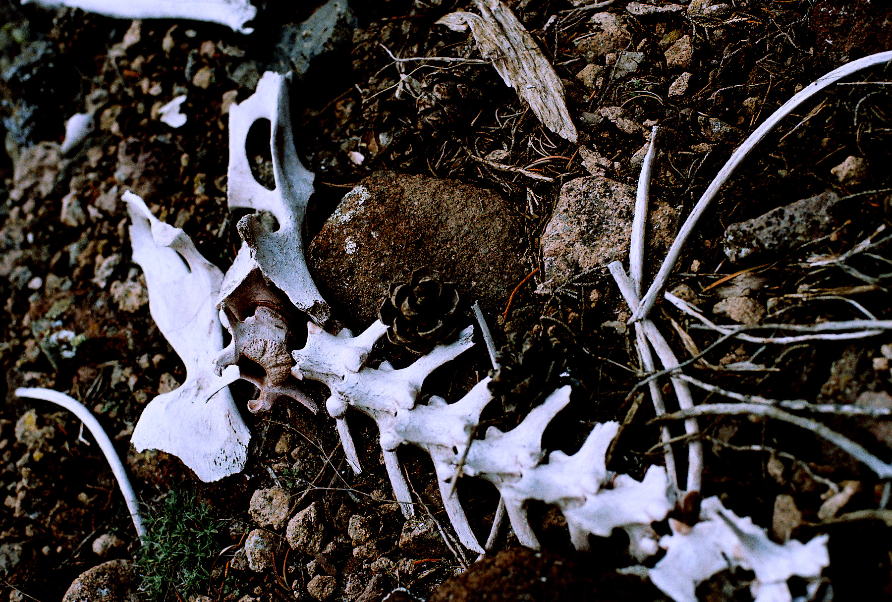 MintFresca-LunarNodes_Bones.jpg
