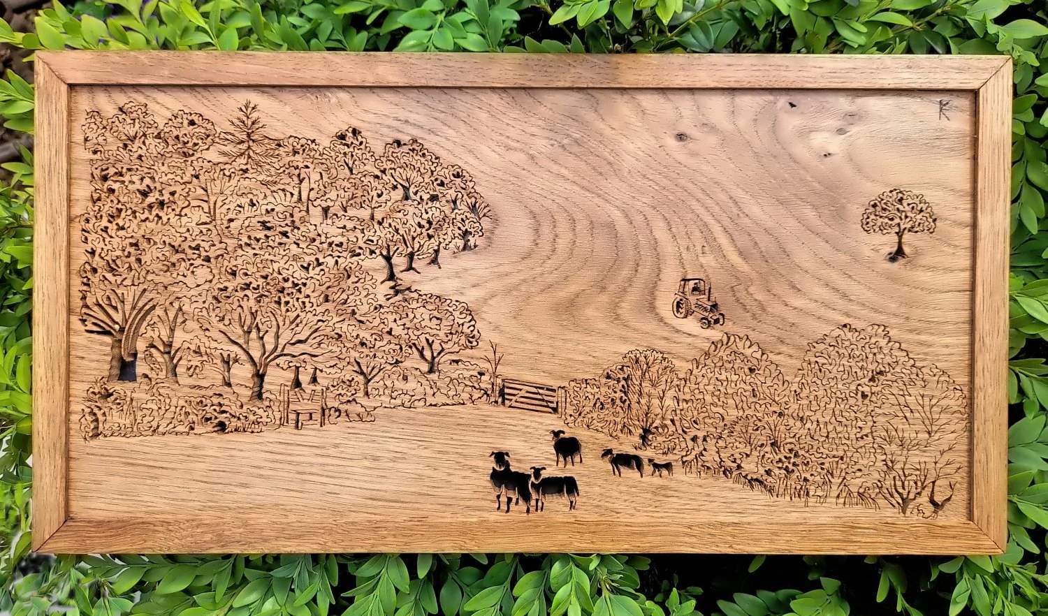 Five Sheep ©Fiona Kingdon