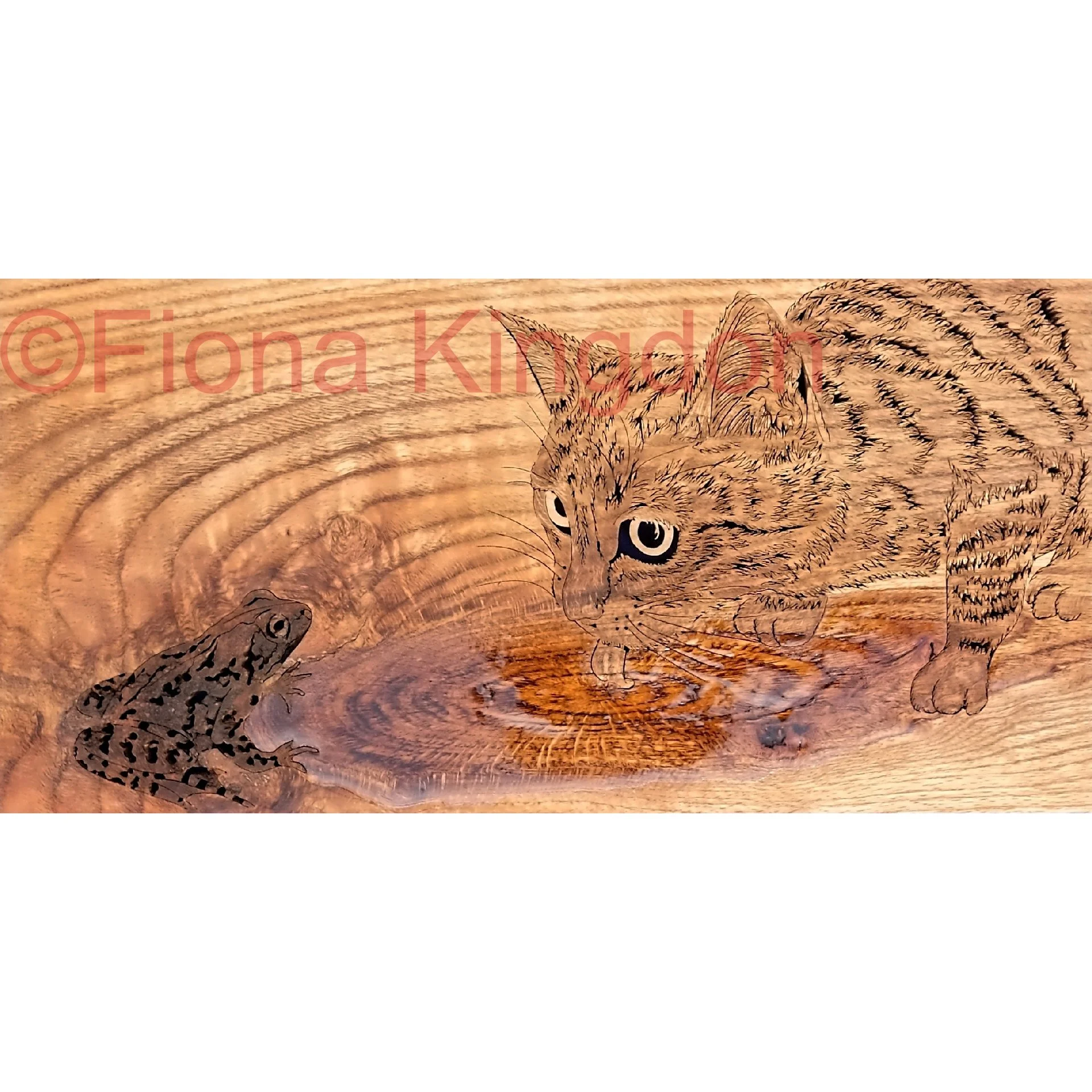 catfrog watermarked sq.jpg