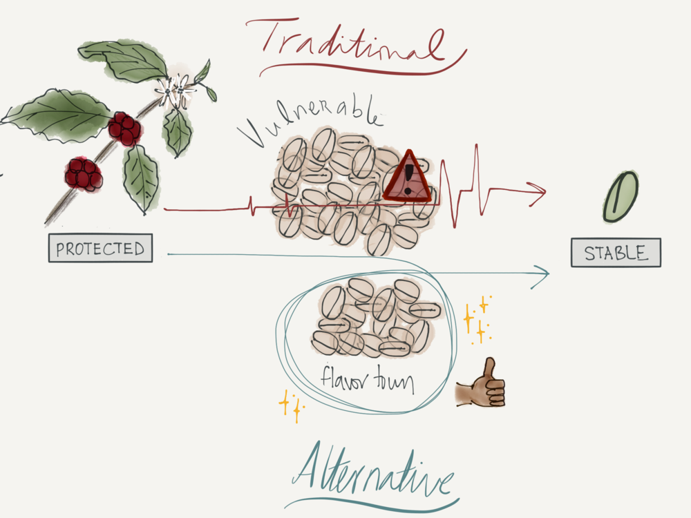 Traditionally the path from coffee cherry to dried green coffee was fraught with risk. The conventional wisdom has been to minimize fermentation time in order to reduce the vulnerability of the seed. An alternative method is to control and extend fe…