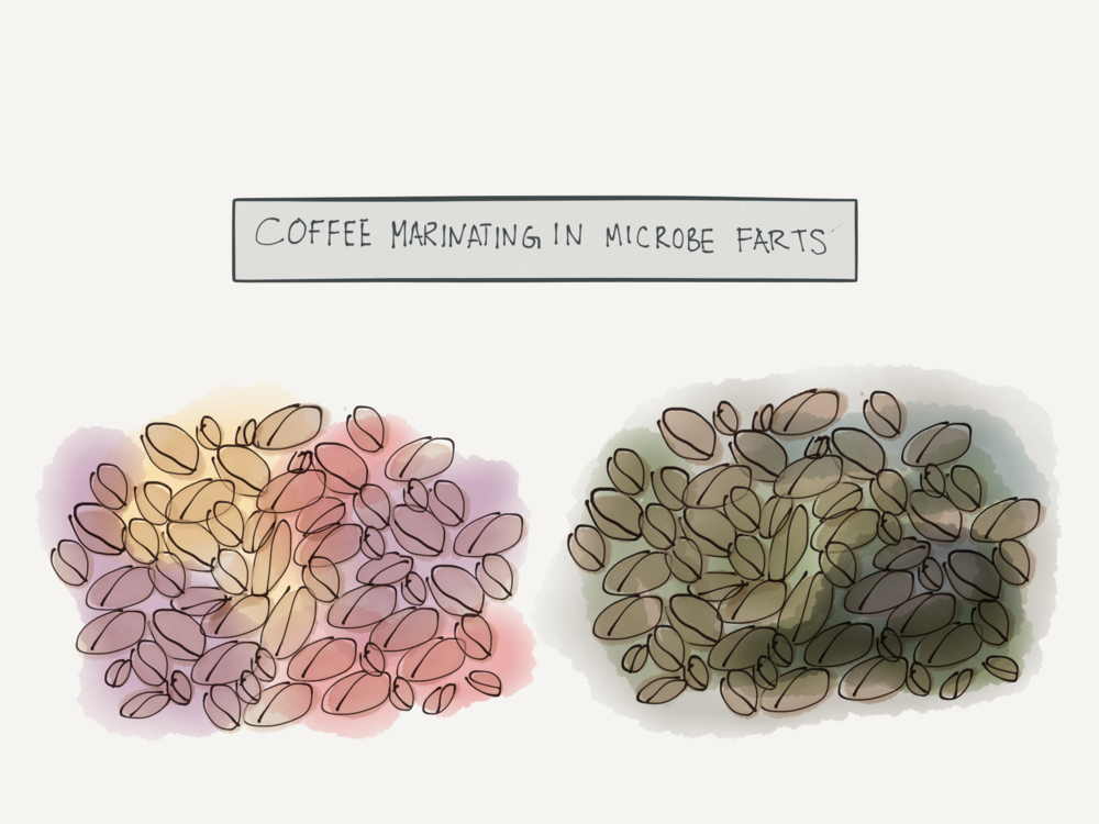 Flavor metabolites are basically yeast and bacteria farts. Which would you rather your coffee marinate in?