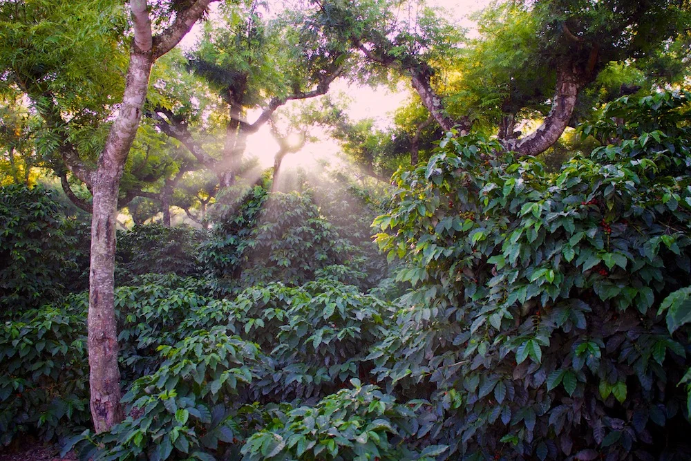 How a Strong Offering Philosophy Beats “Purchasing Power”