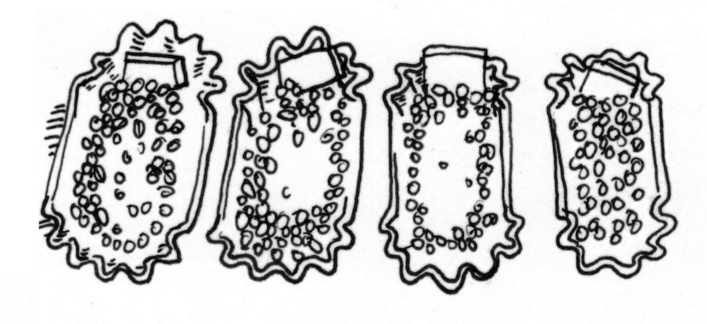 sample roast trays smaller.jpeg