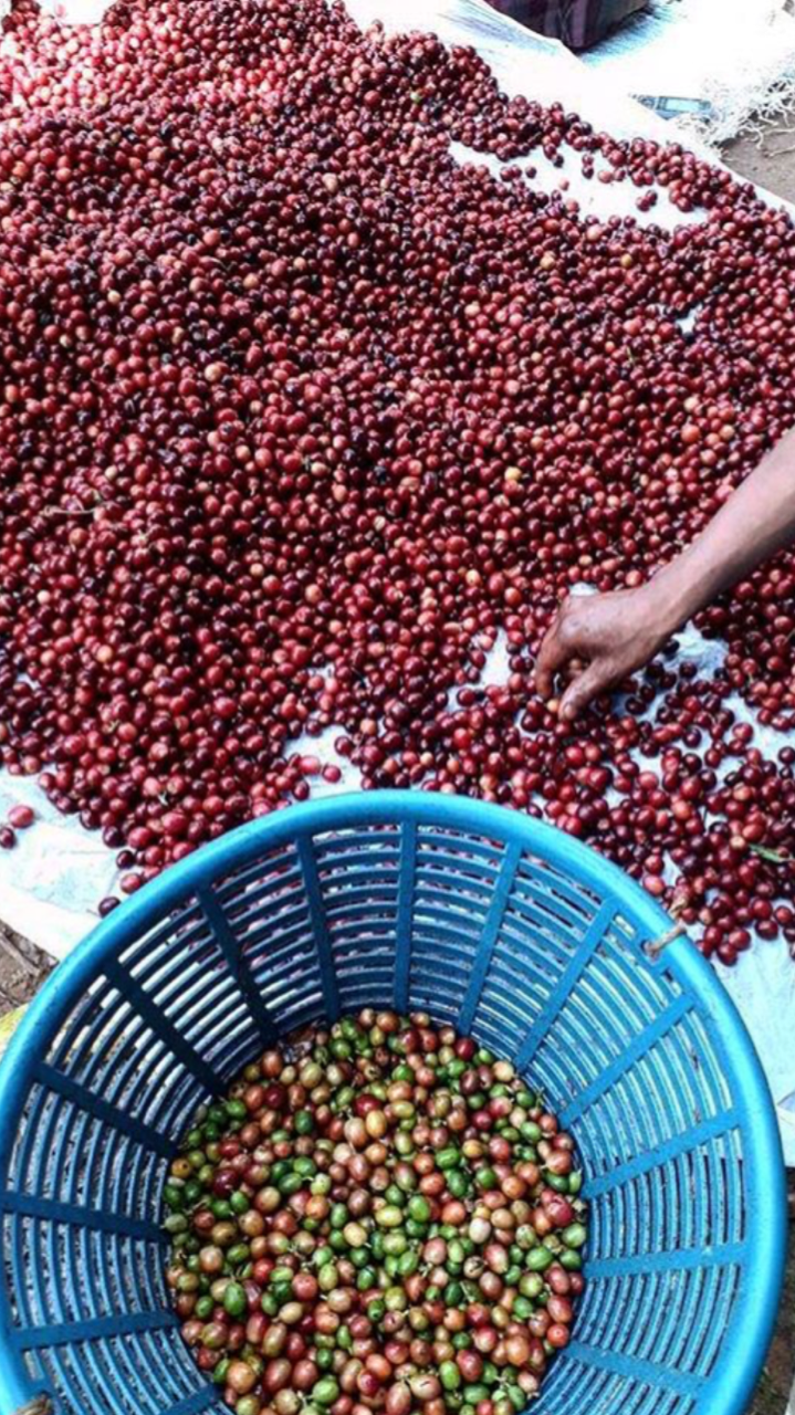 The best cascara I have ever tasted