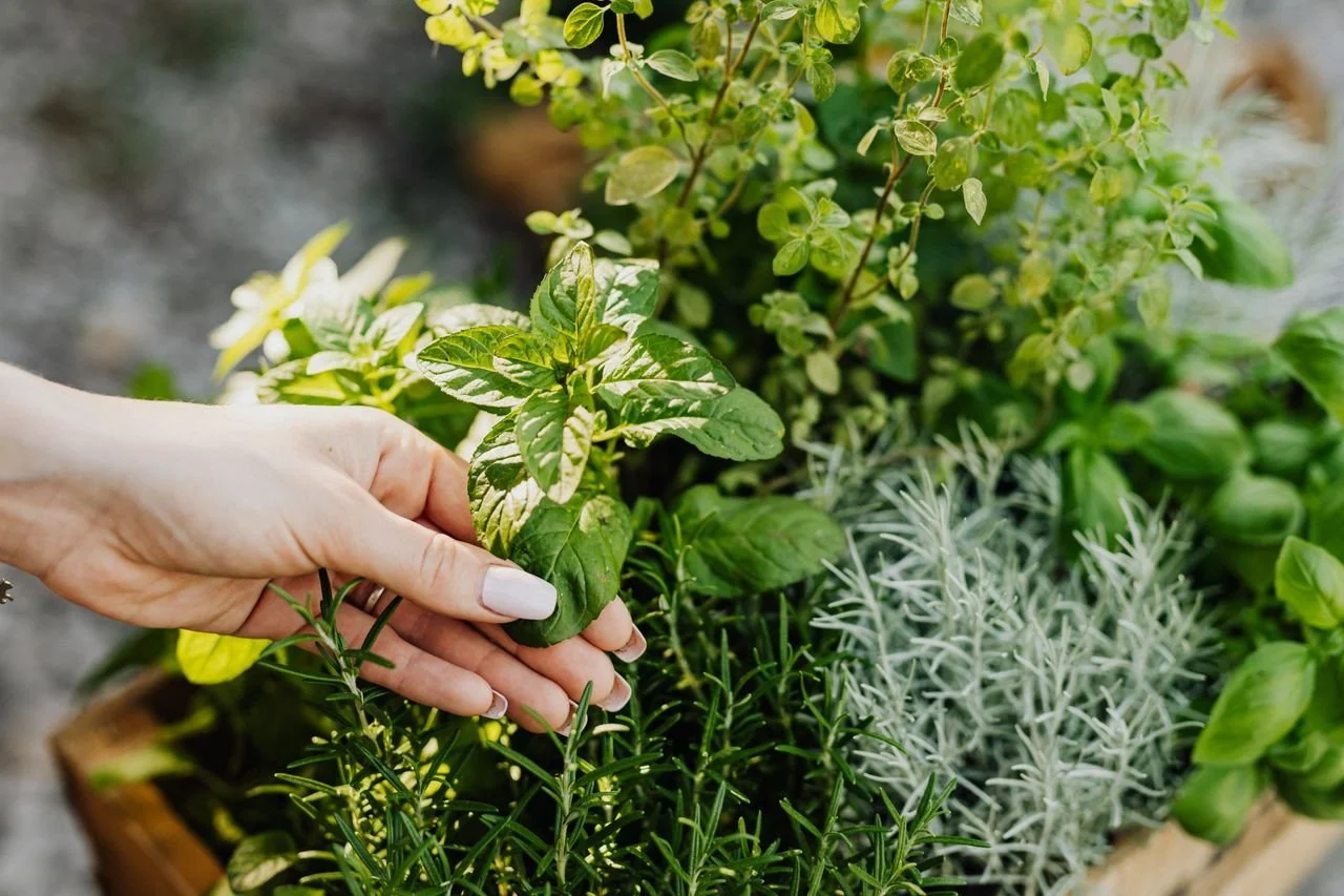 Summer Herb Garden Health: Benefits and How to Use Them