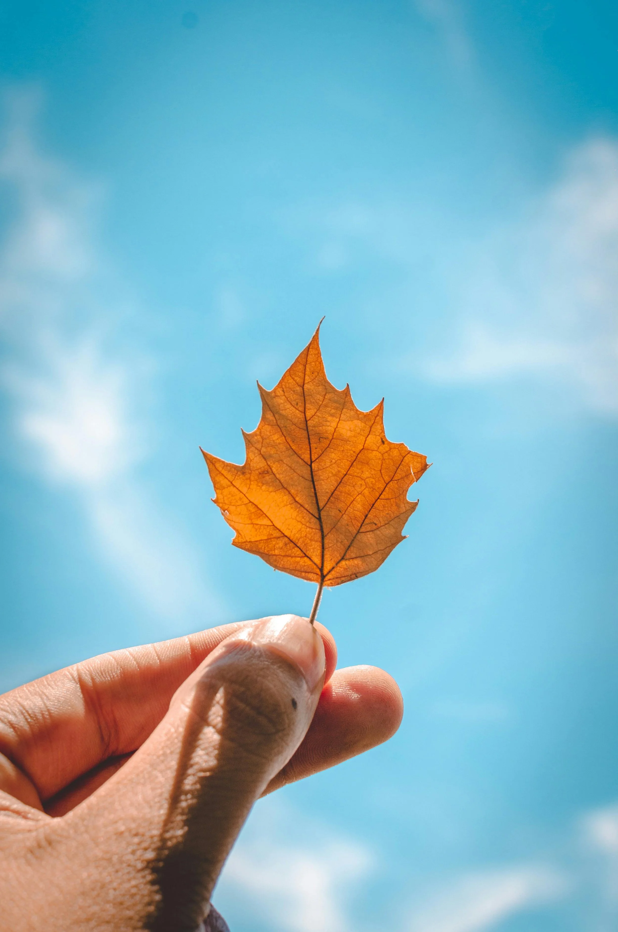 Lymphatic Medicine in Fall: Why this is the Best time of the year to Support Drainage