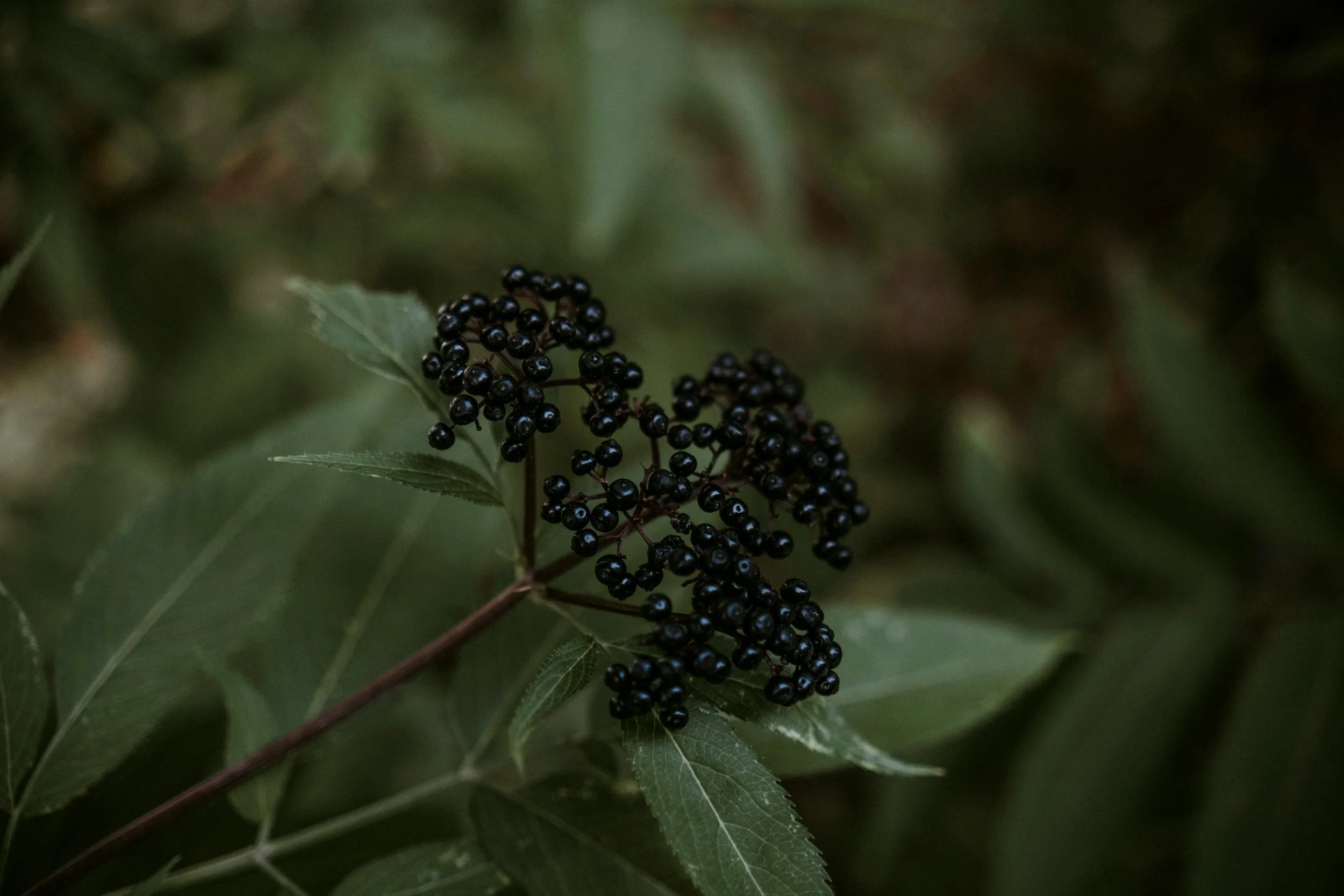 Herbal Spotlight: Elderberry for Immune Support