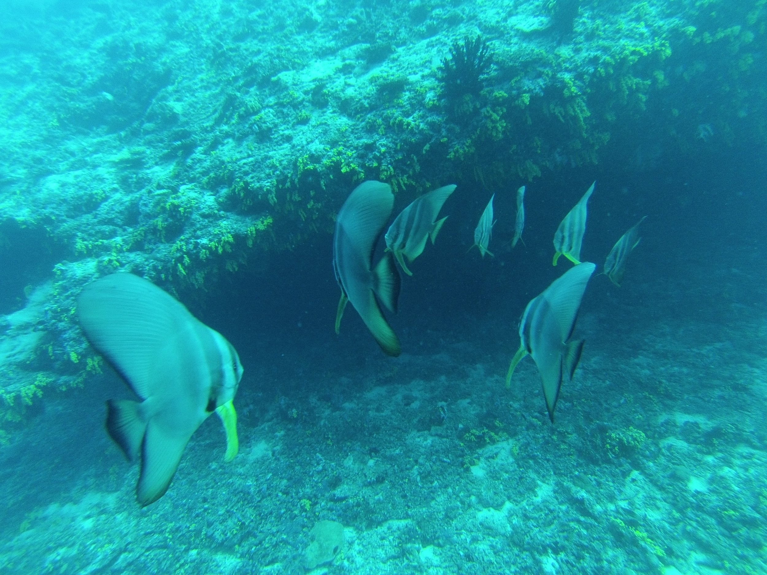 Before you "kick the bucket": scuba diving in the Maldives