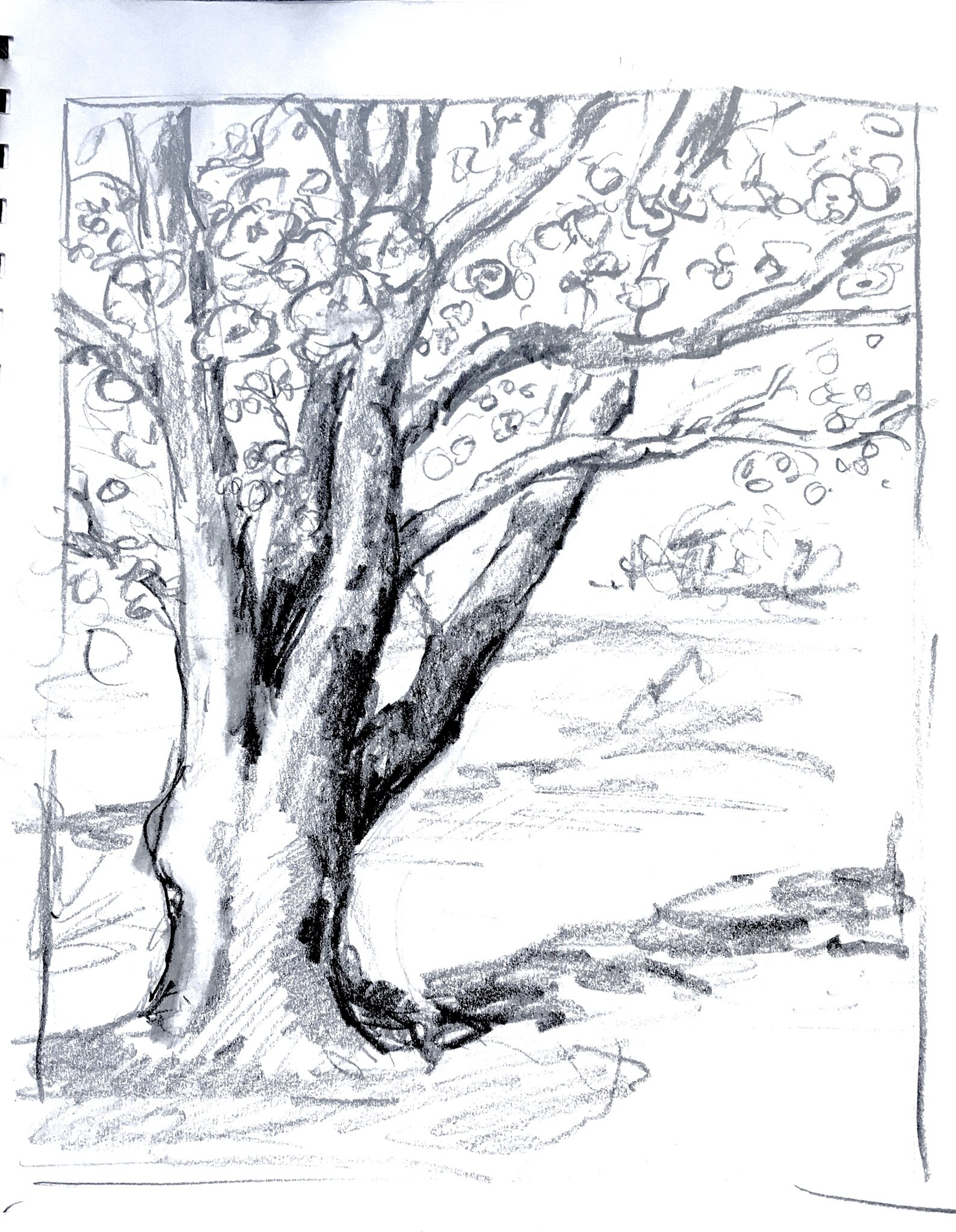 Sketch, Magnolia Tree