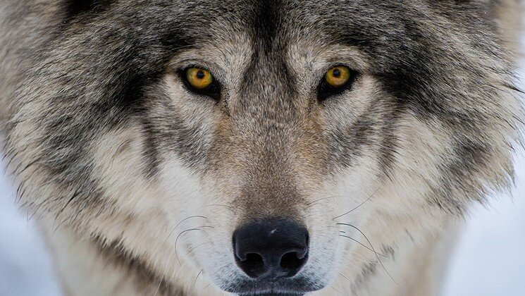 Wolf Man: The fight to bring gray wolves back to Colorado. 