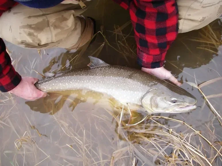 Can Gillnetting Save One of Montana's Most Imperiled Trout Populations?