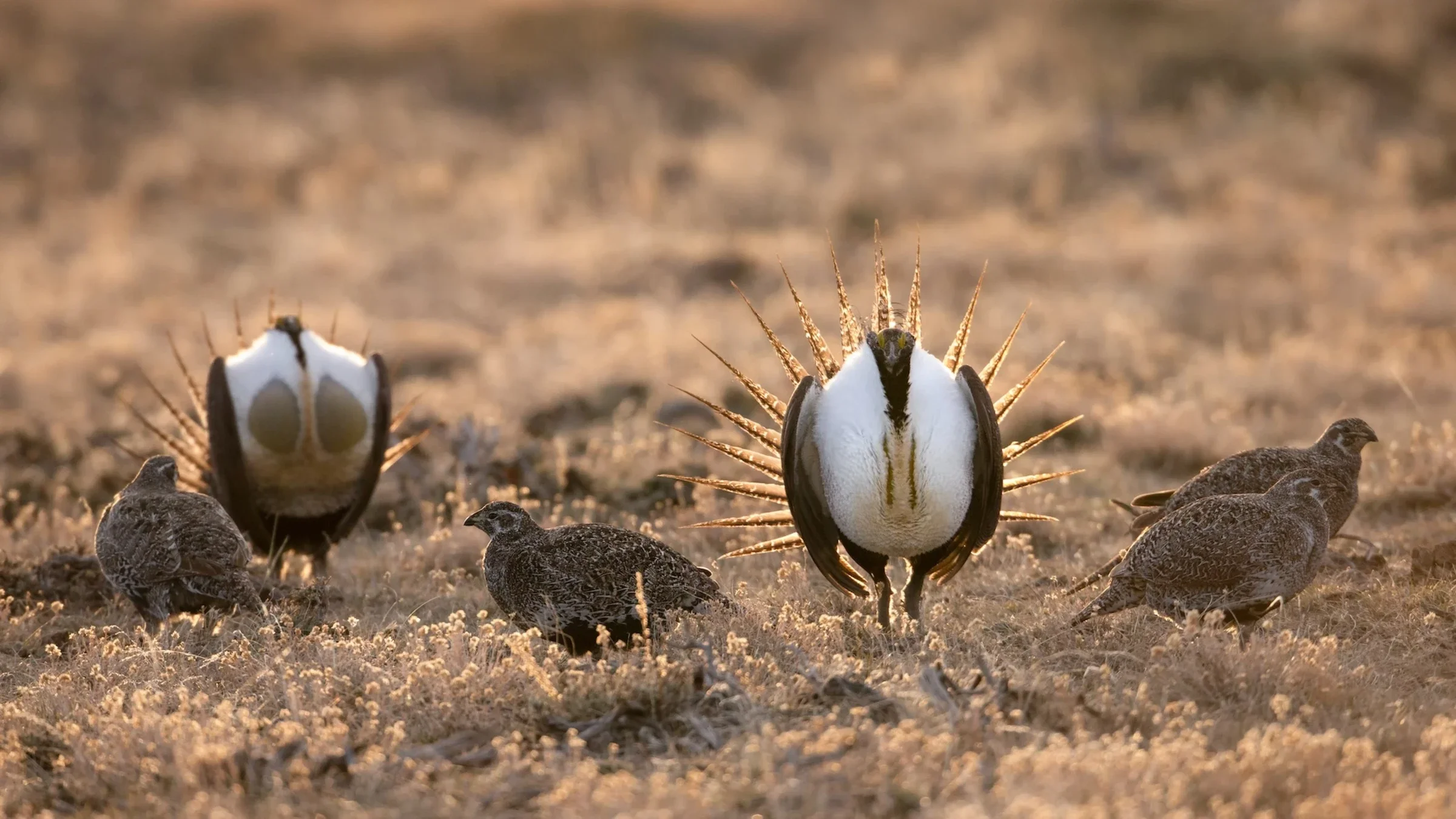 North Dakota Officials Say Sage Grouse Have Been Extirpated in the State