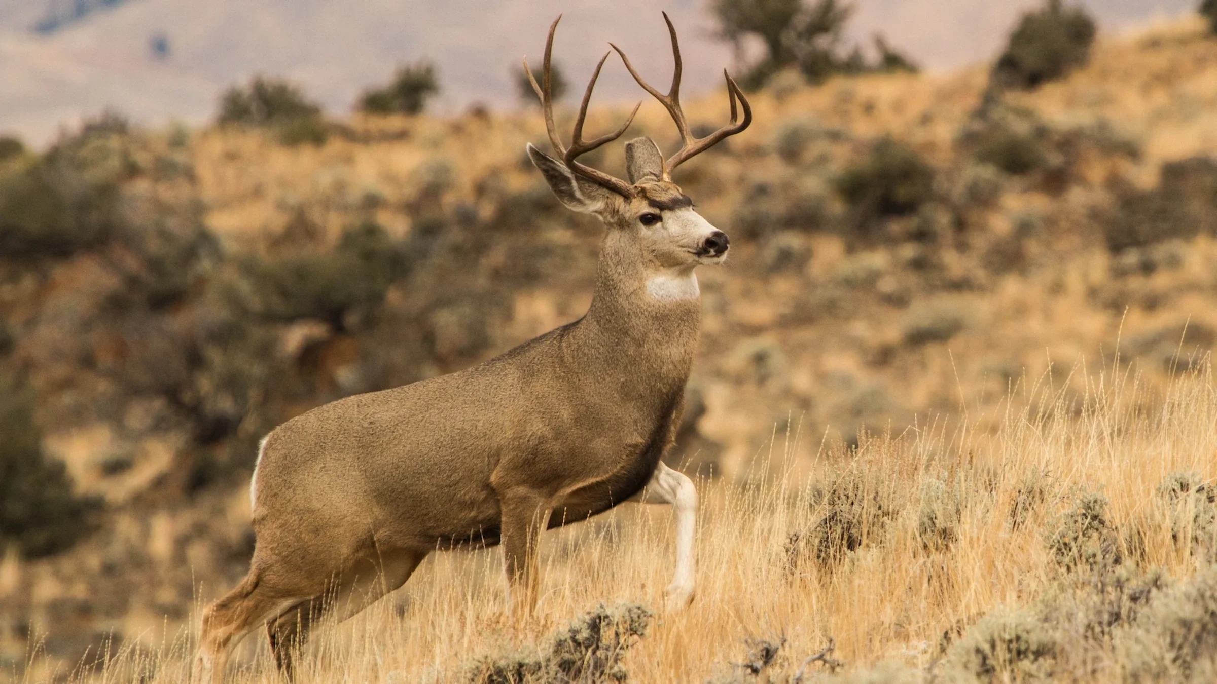 The Layup Buck: What to Make of Lucky Hunts