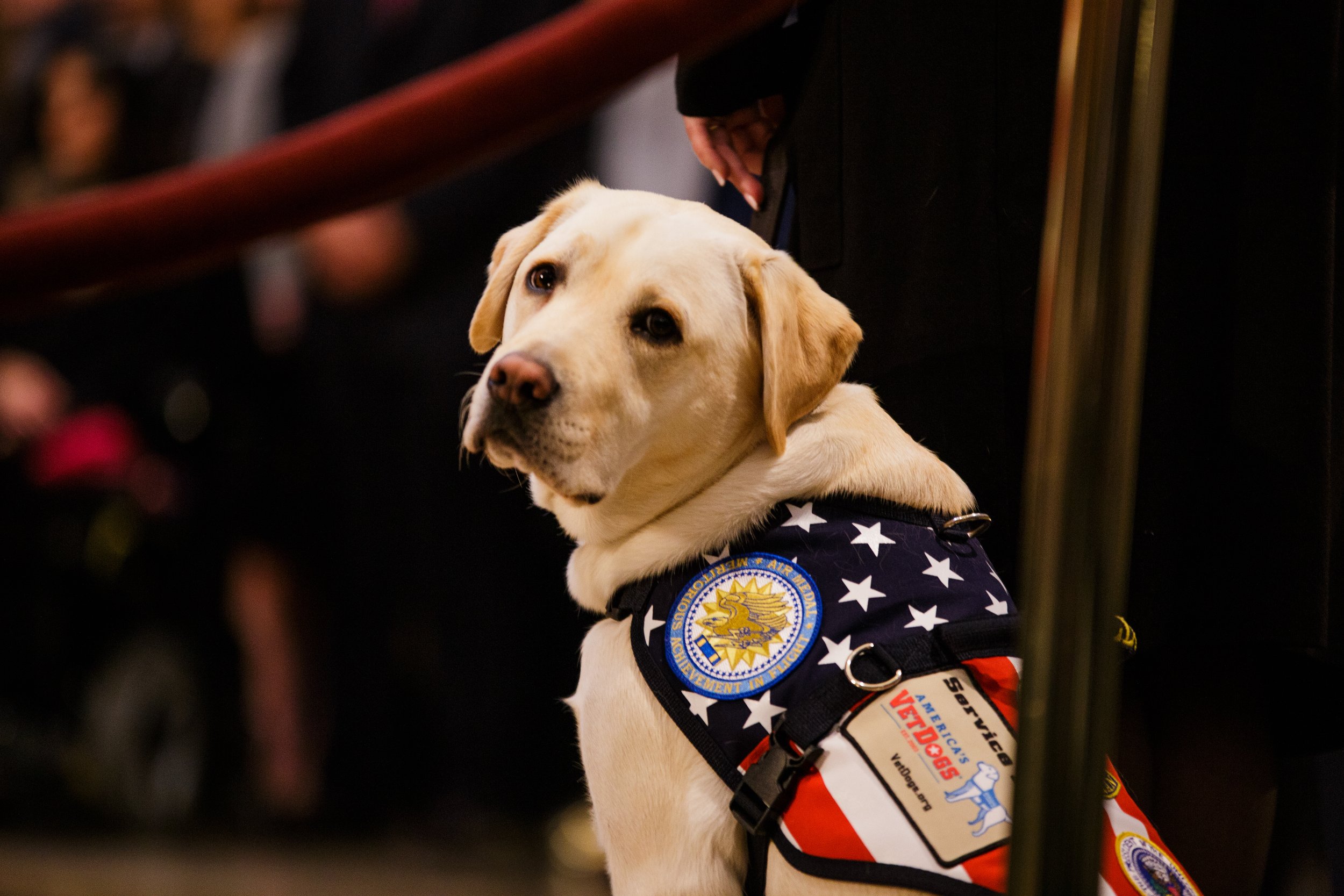  Sully, President George H.W. Bush’s service dog pays a visit to his casket in the Capitol Rotunda.    December 2018   