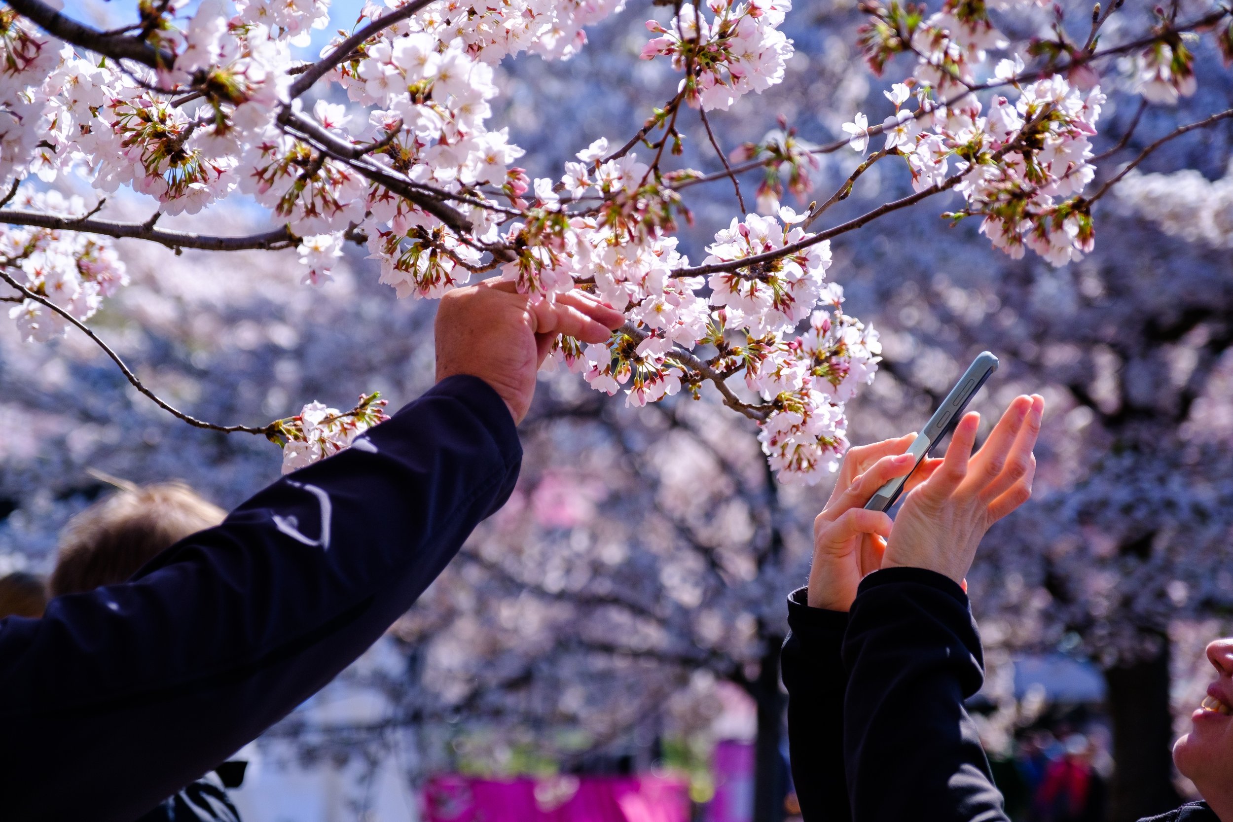 CherryBlossoms-9684.jpg