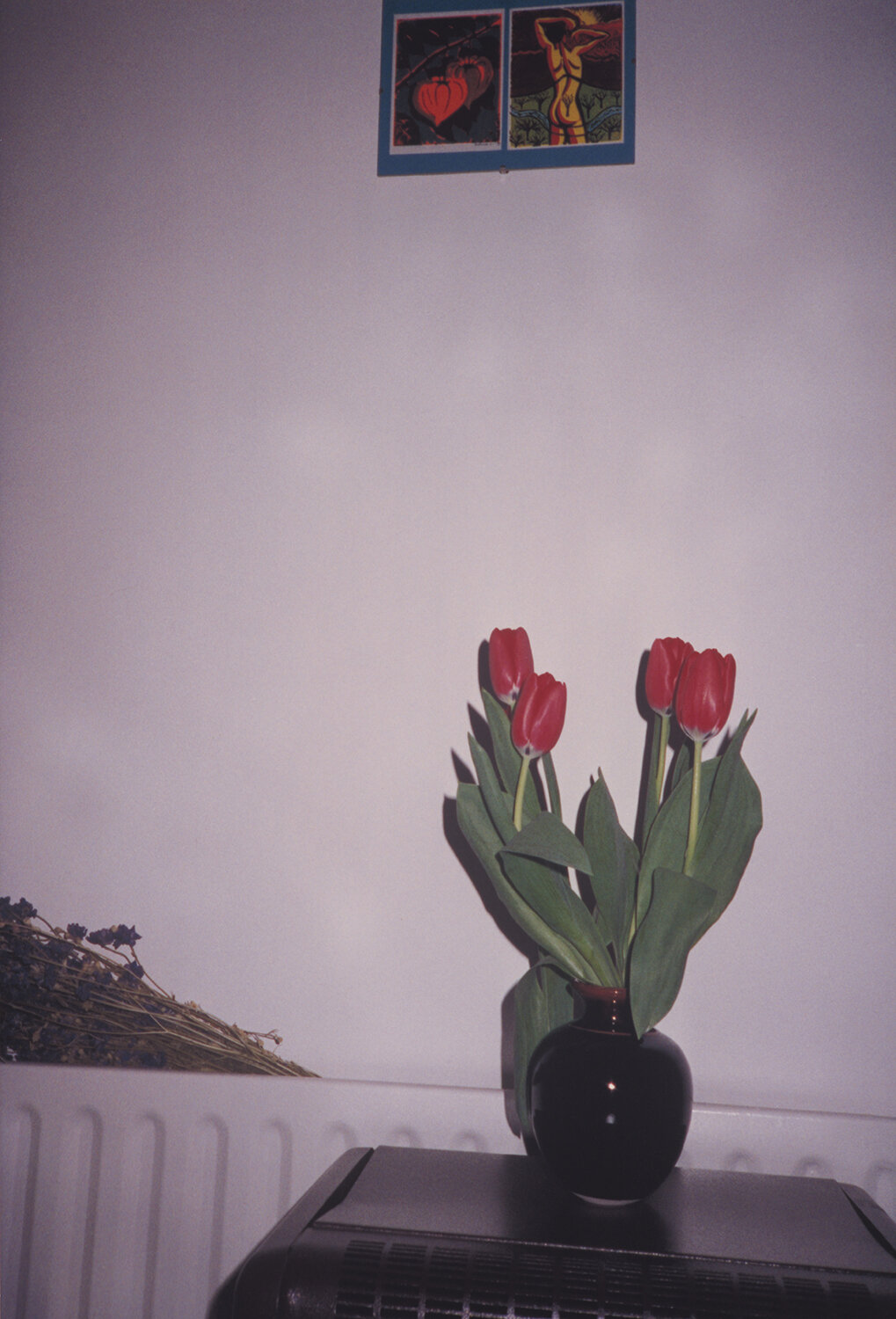 Tulips_PEARL.jpg